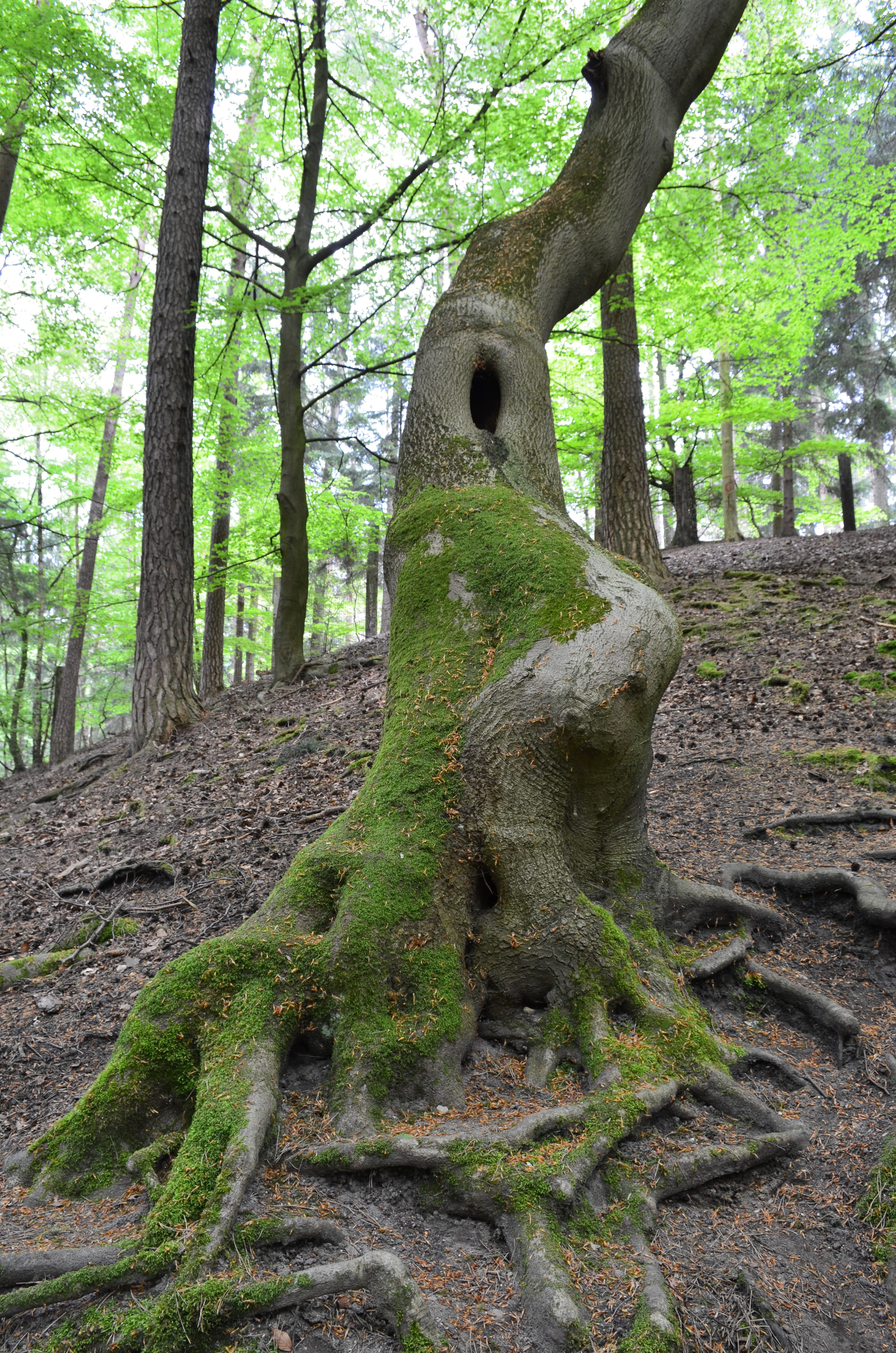 hollow tree covered with moss, Forest, Tree Roots, tree trunk