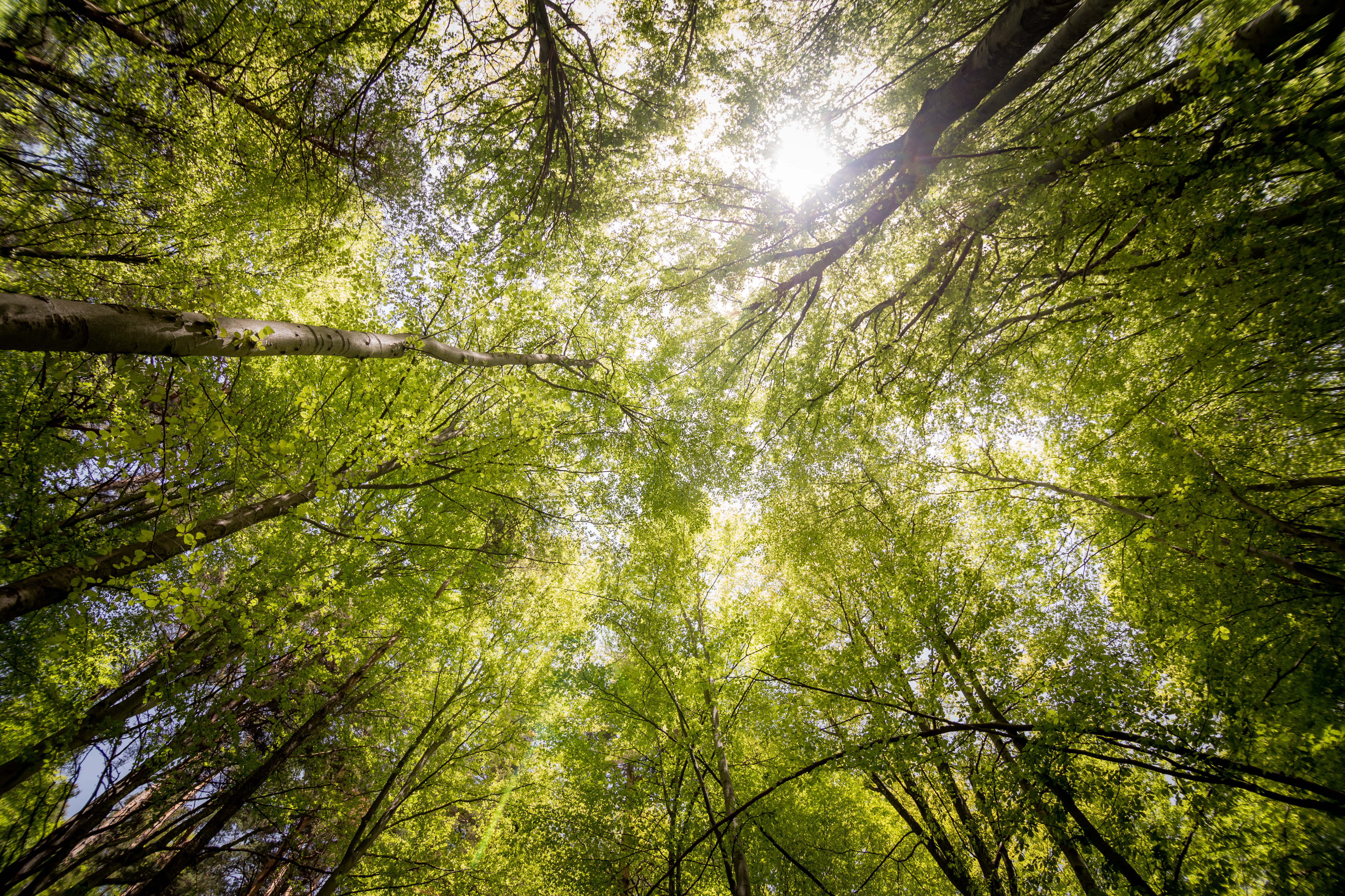 nature, trunks, sun, forest, branches, countryside, daylight