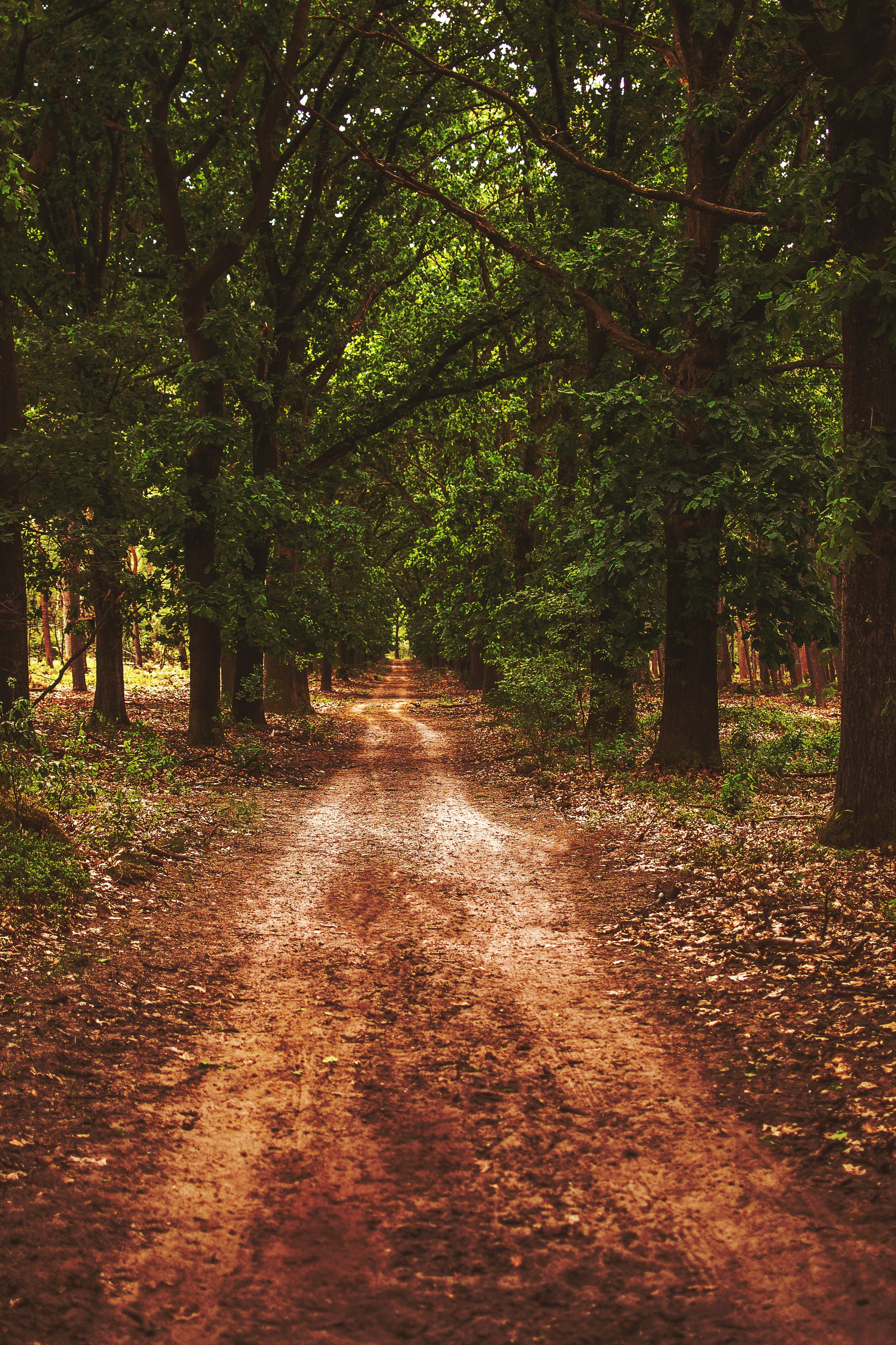Forest, Path, Nature, forest path, avenue, tree, footpath, the way forward