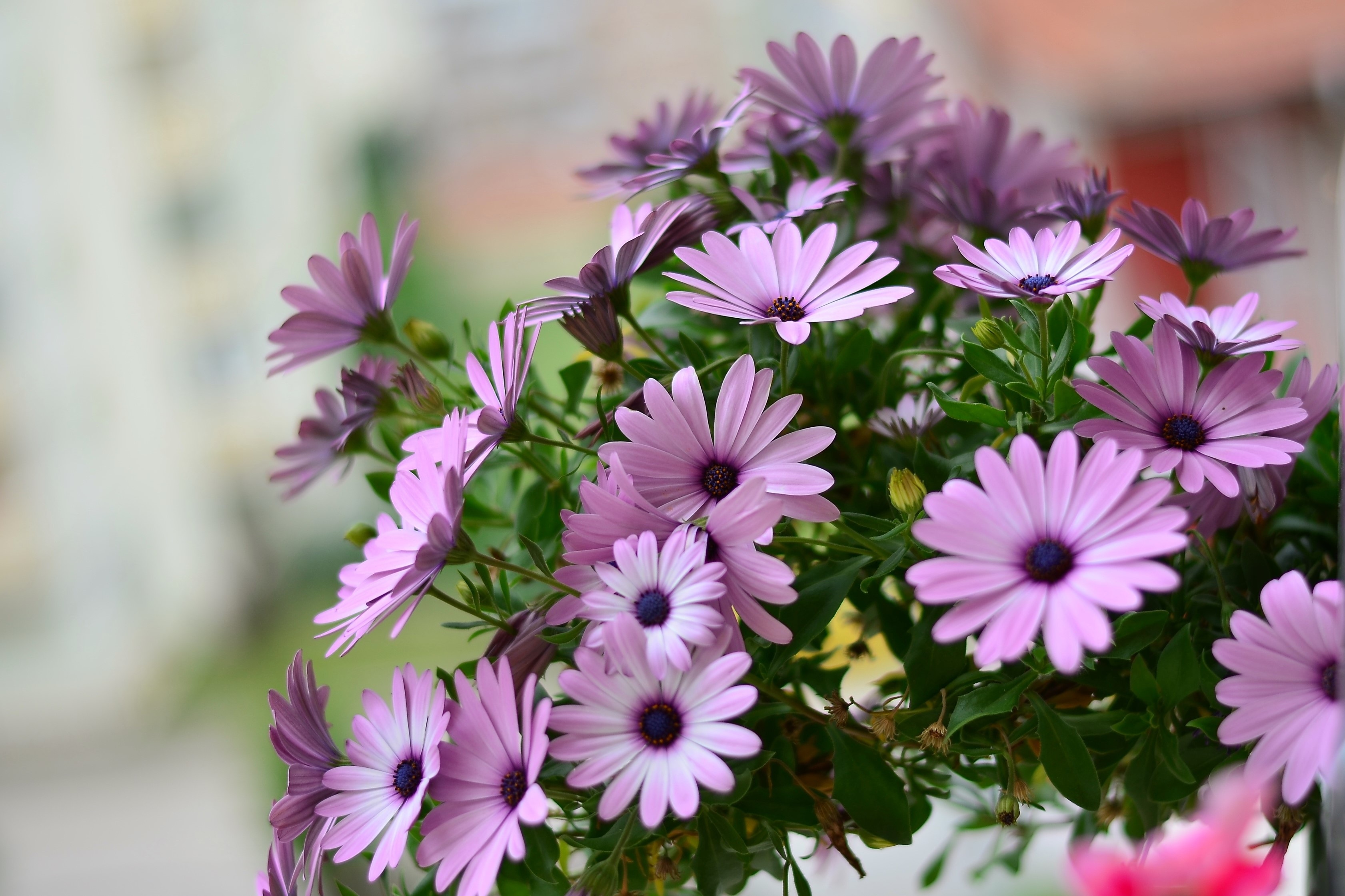 flower, green, plant, nature, background, macro, close, pink flower