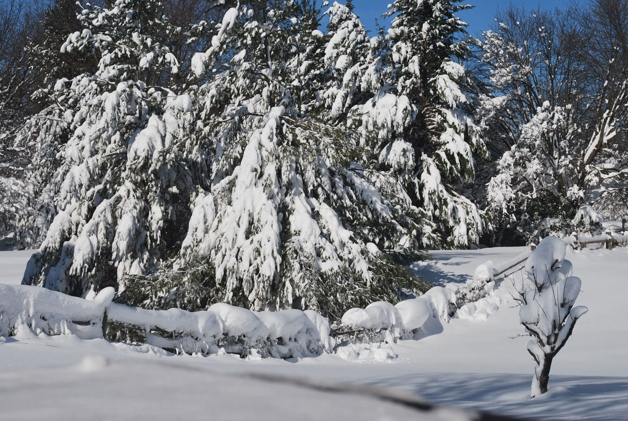 snow, cover, drift, drifting, trees, evergreens, cold temperature