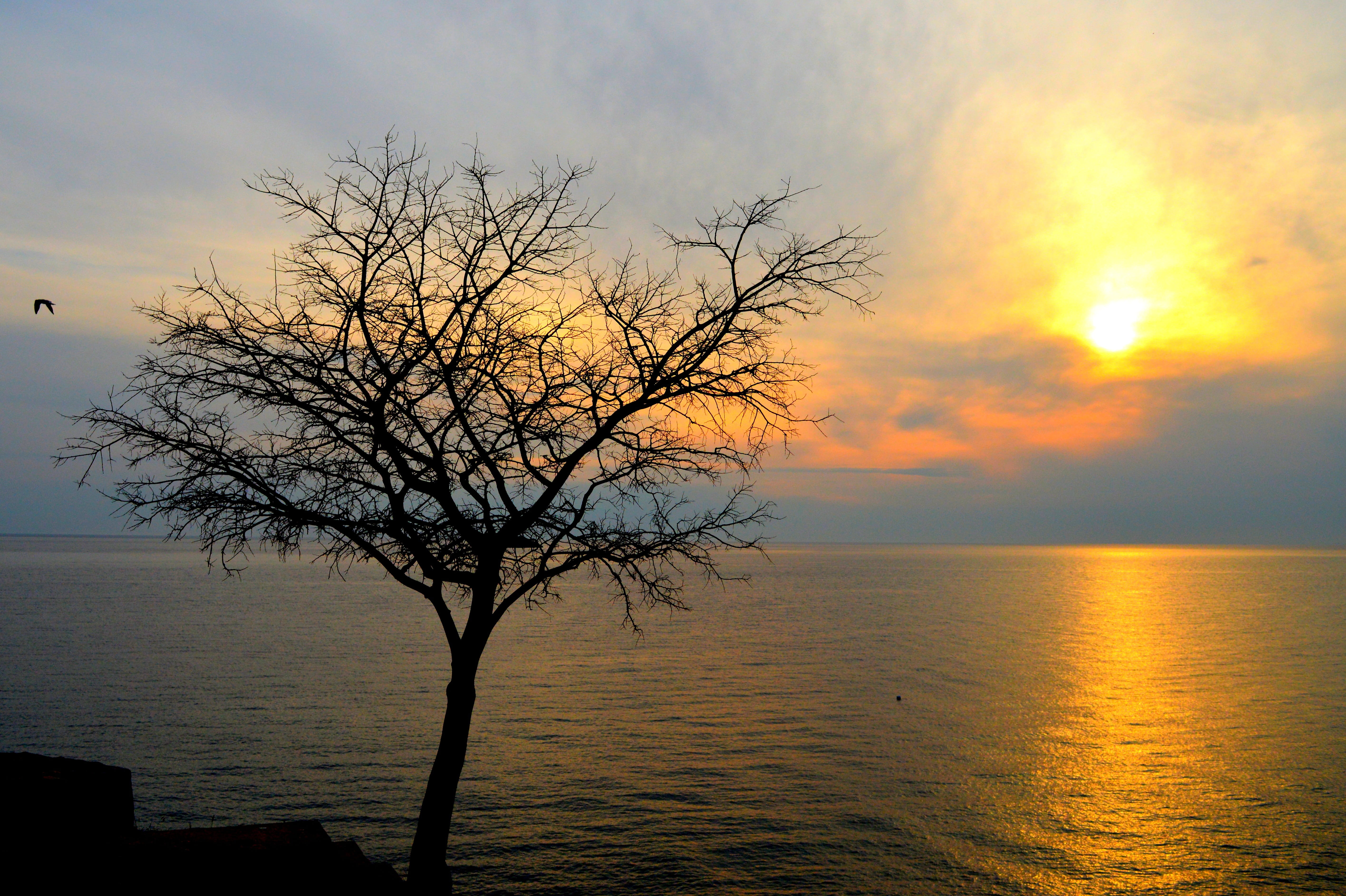 clouds, sky, tree, sky clouds, view, cloud cover, landscape