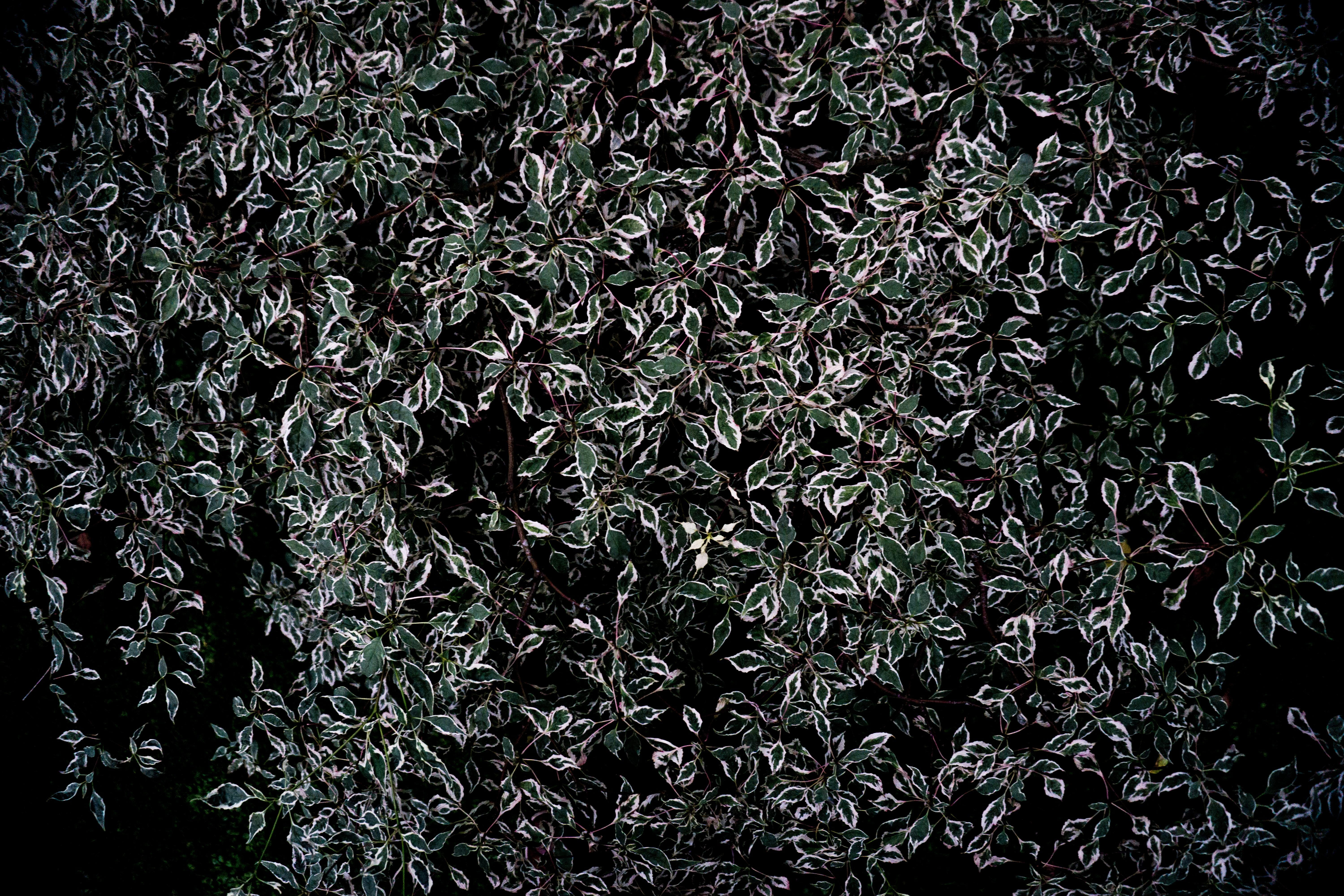 texture, pattern, background, leaves, leaf, nature, tree, bush