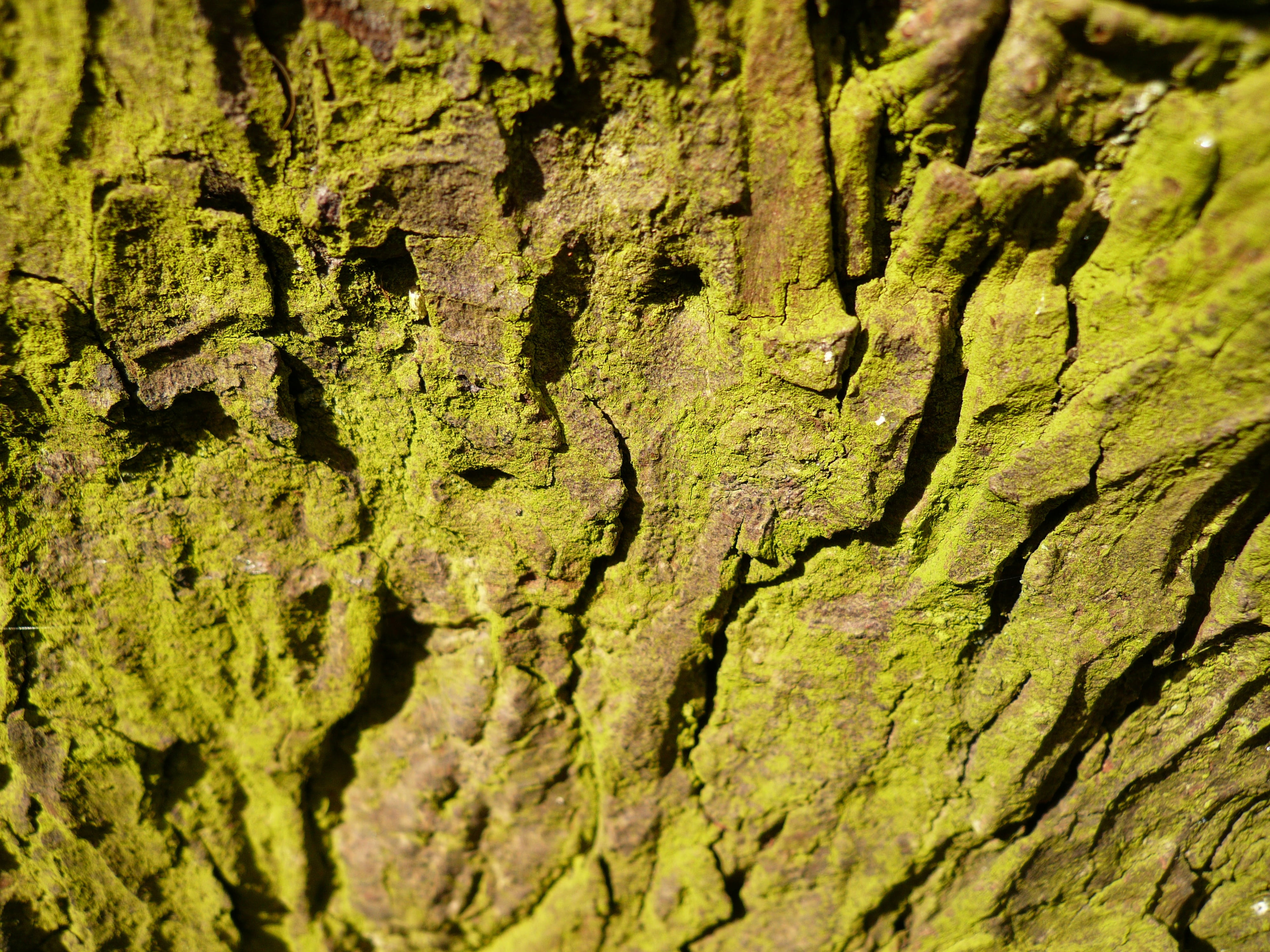 bark, tree, moss, full frame, textured, backgrounds, rough