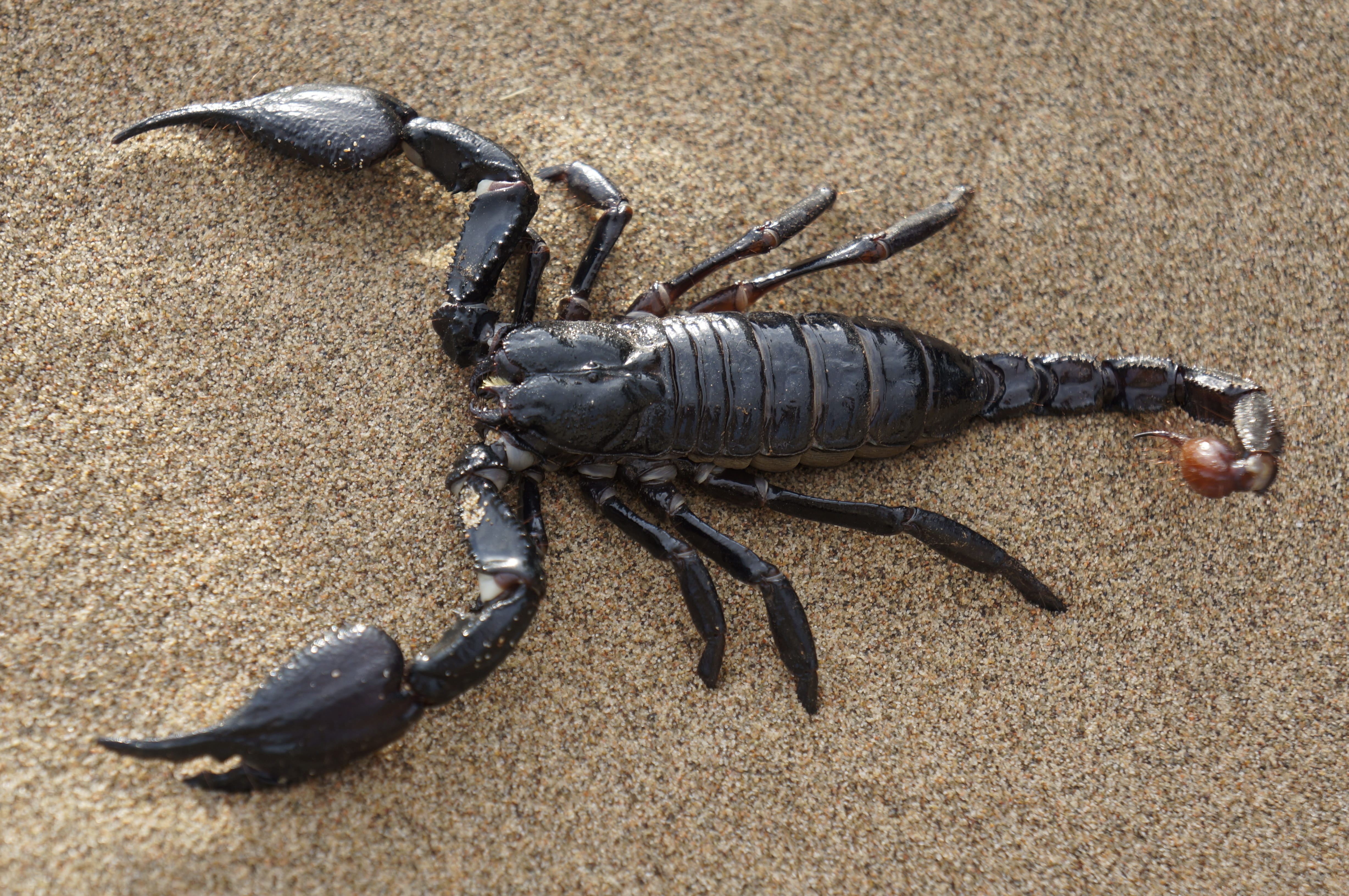 black Emperor Scorpion, desert, sands, claw, animal, sea, nature