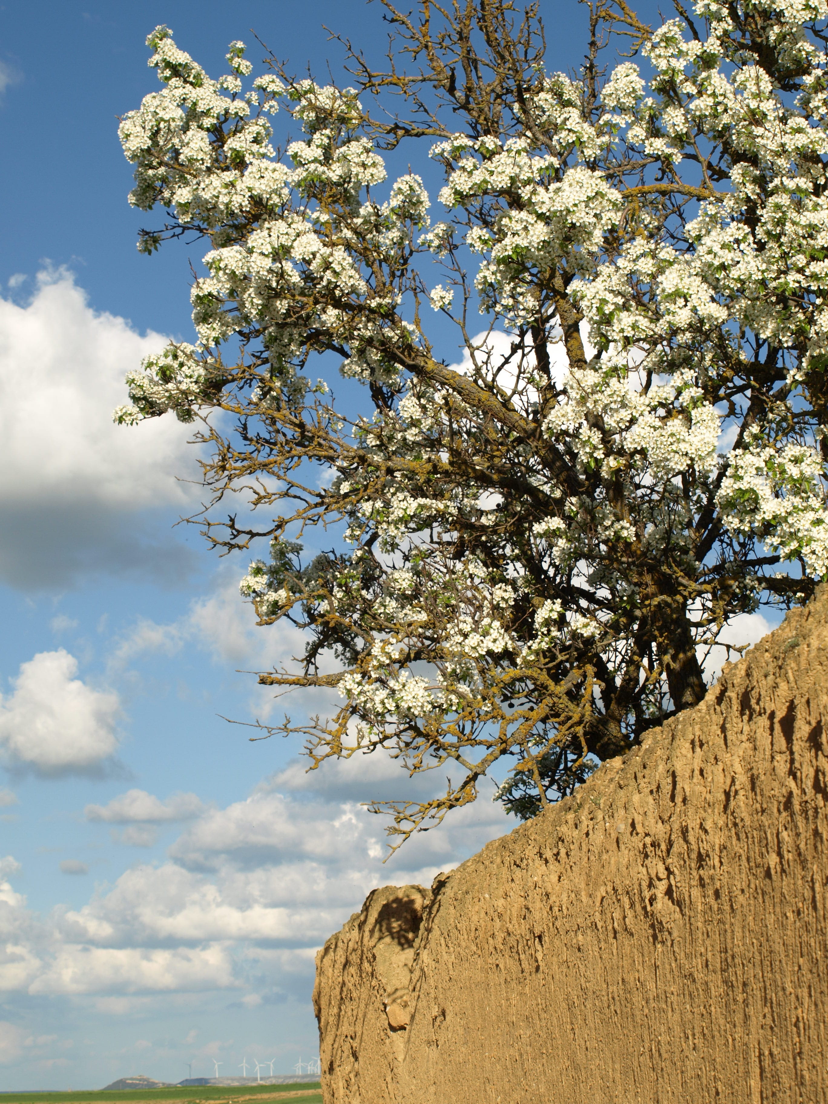 Spring, Mud, Flower, Rustic, Plants, patio, tree, nature, branch