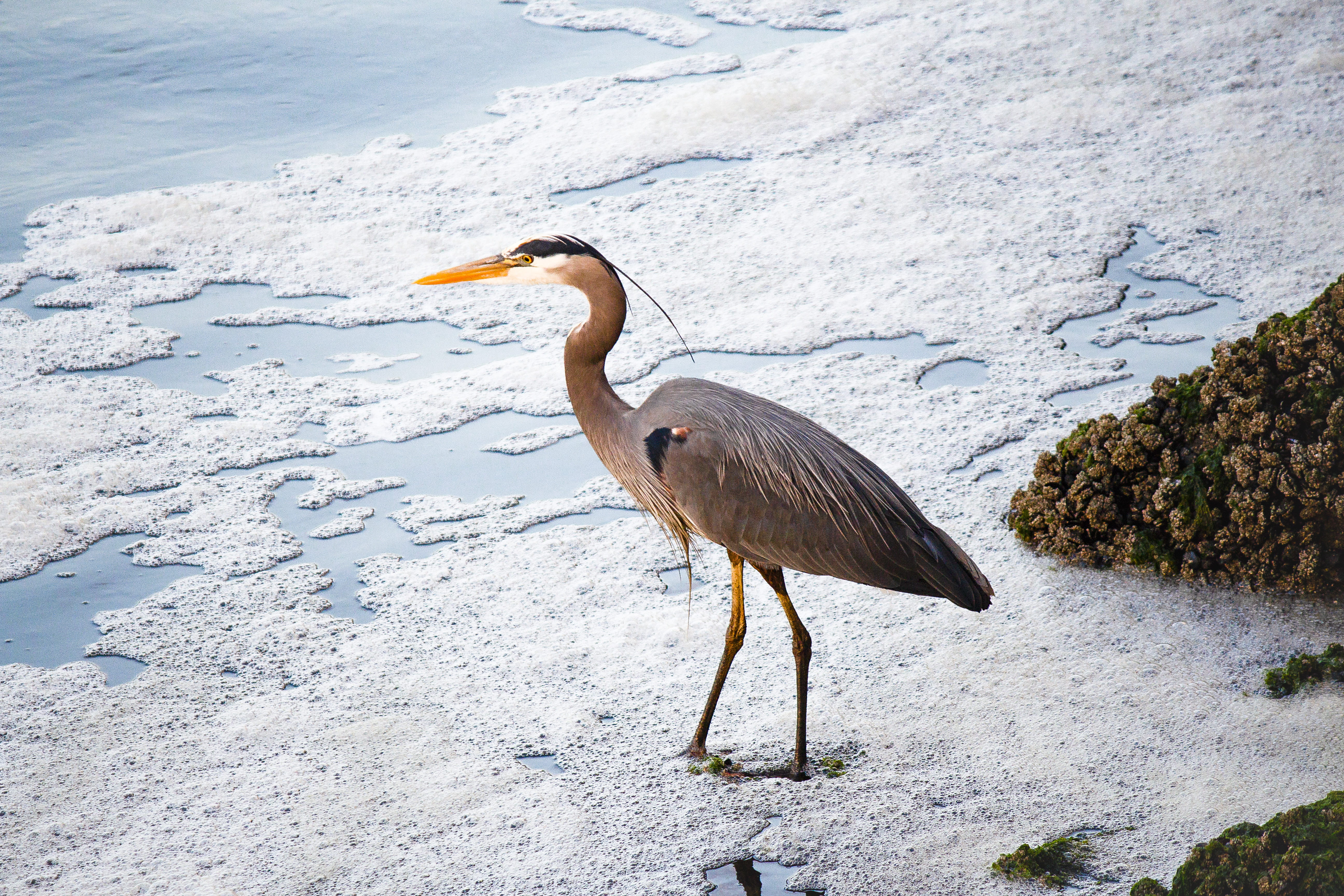 brown bird standing on snow, gray bird standing on seashore at daytime