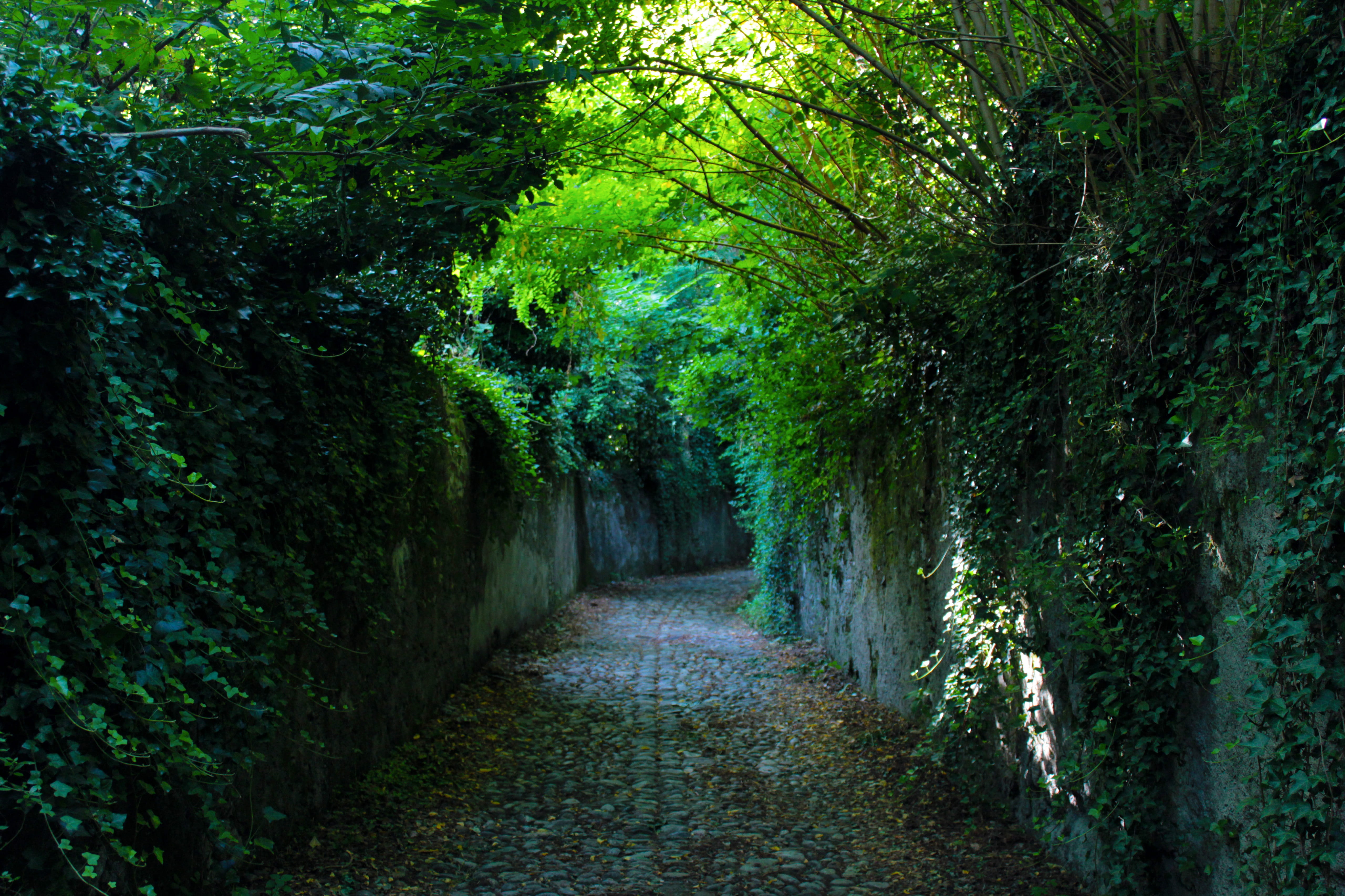 concrete wall covered in plants alley, nature, trail, mountain