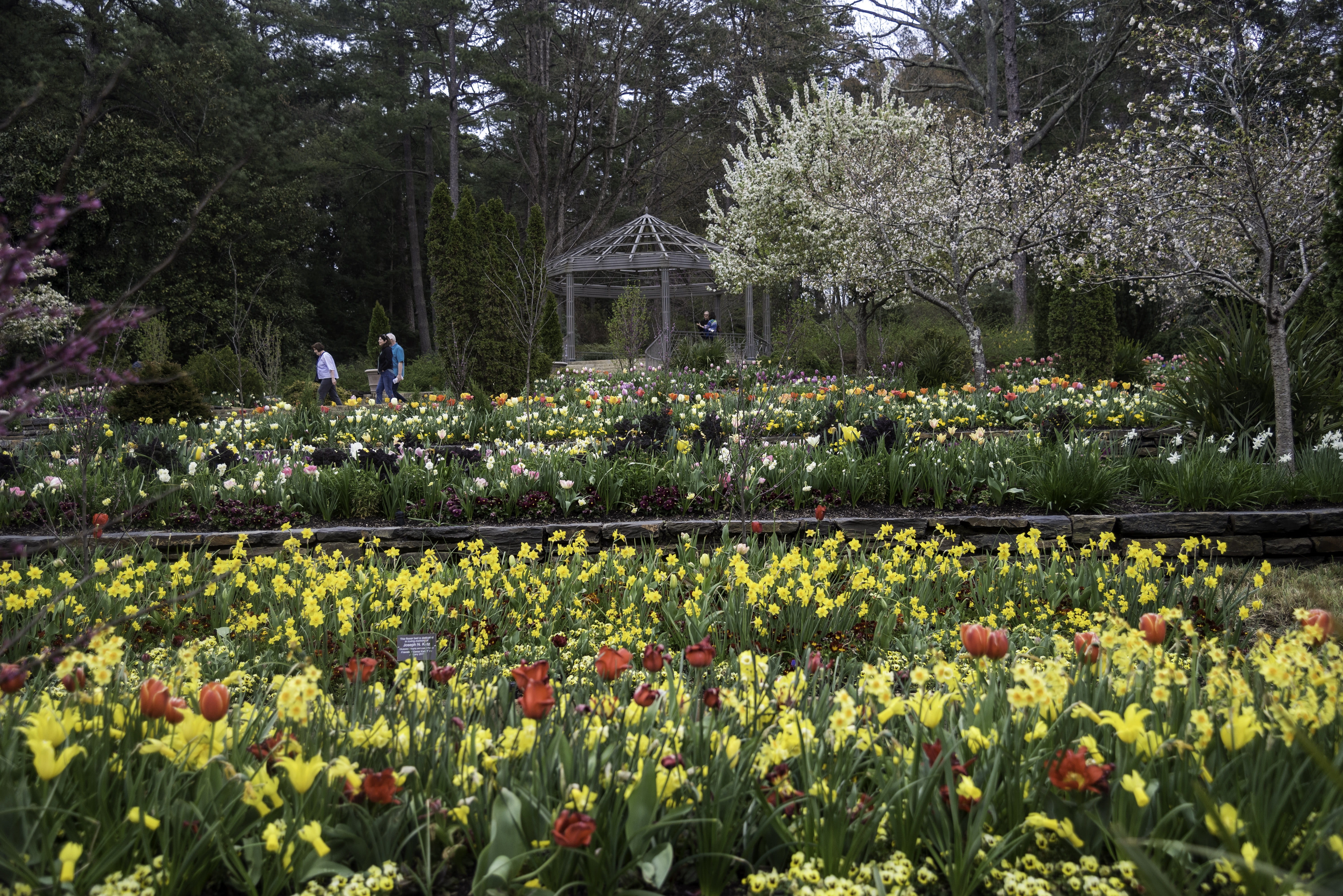 Flower terraces in Duke Gardens in Durham, North Carolina, duke university