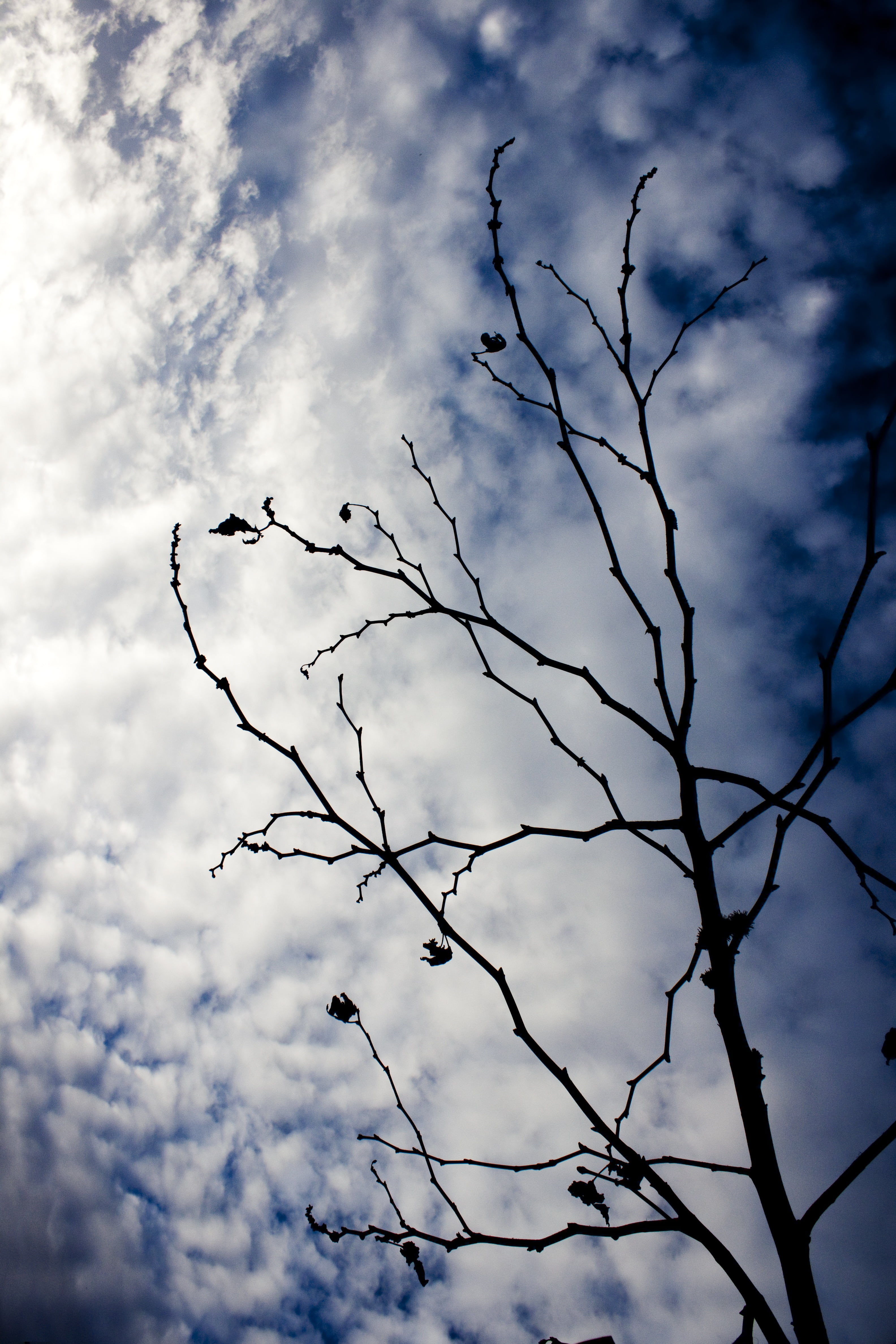 branch, tree, reverse light, sky, cloud, blue, cloud - sky