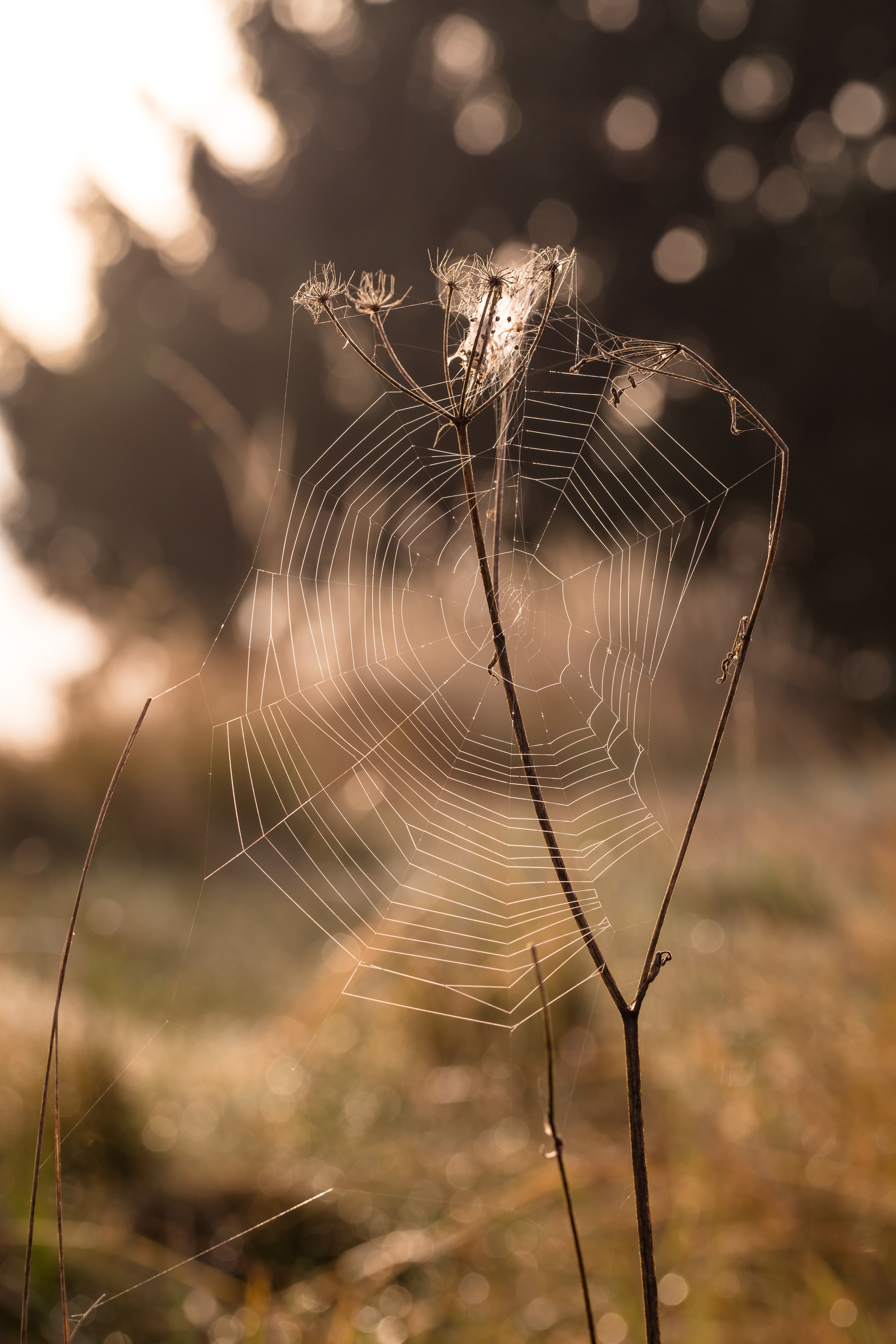 autumn, bokeh, fall, macro, nature, sunrise, web, spider web
