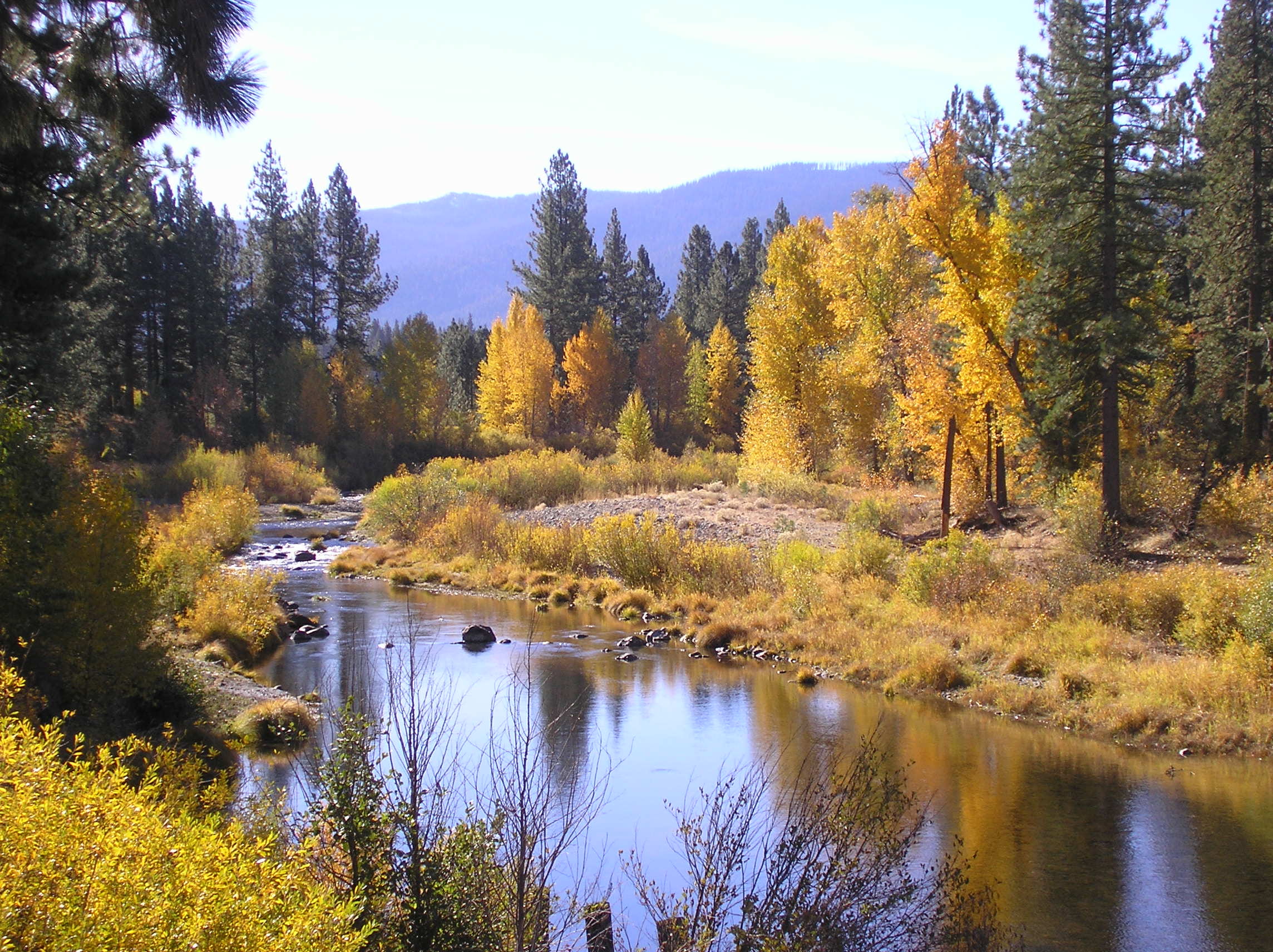 colorful, conifer, daylight, environment, evergreen, fall, forest
