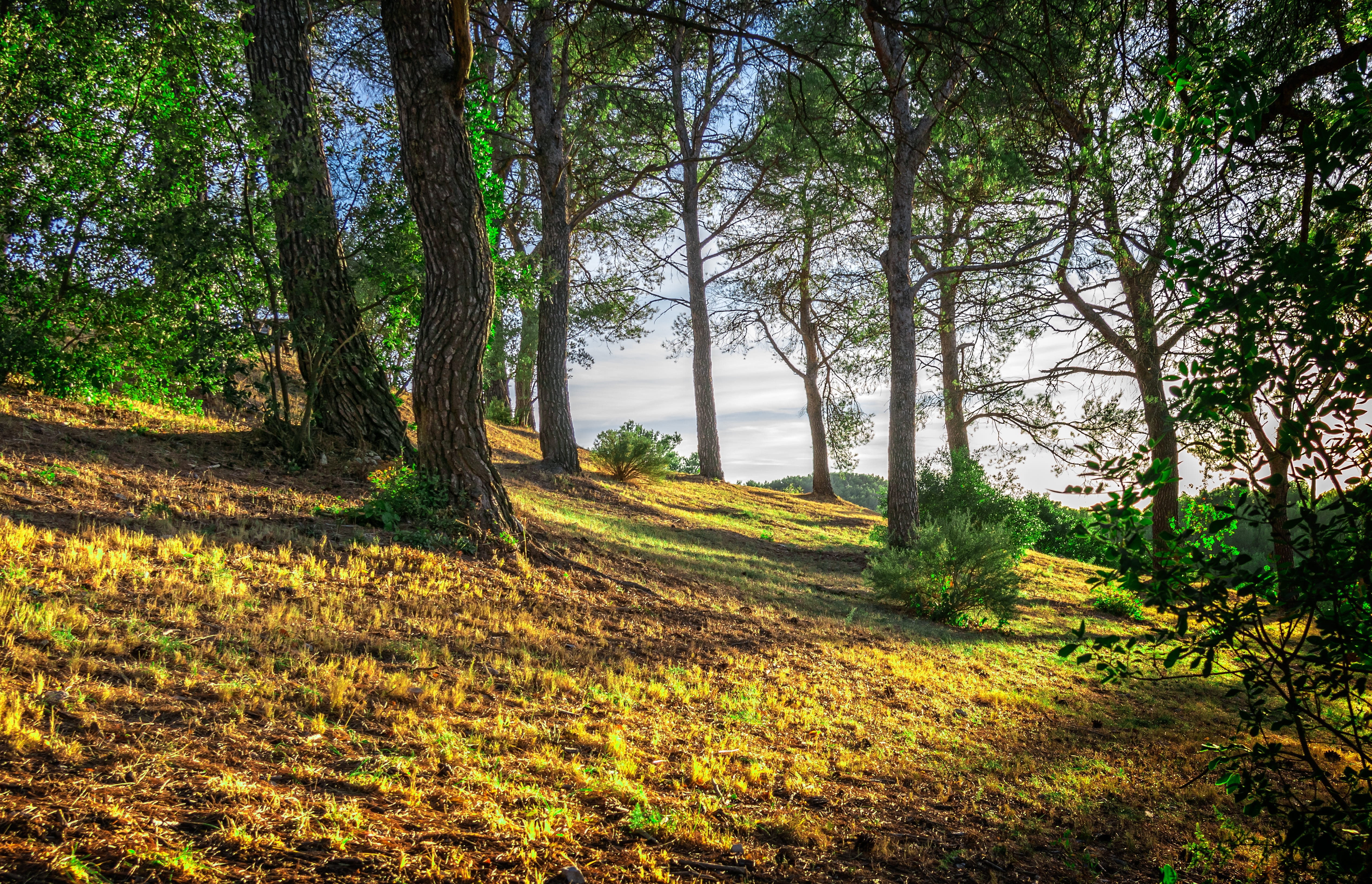 trees on hill during at daytime, forest, shadow, light, idyll