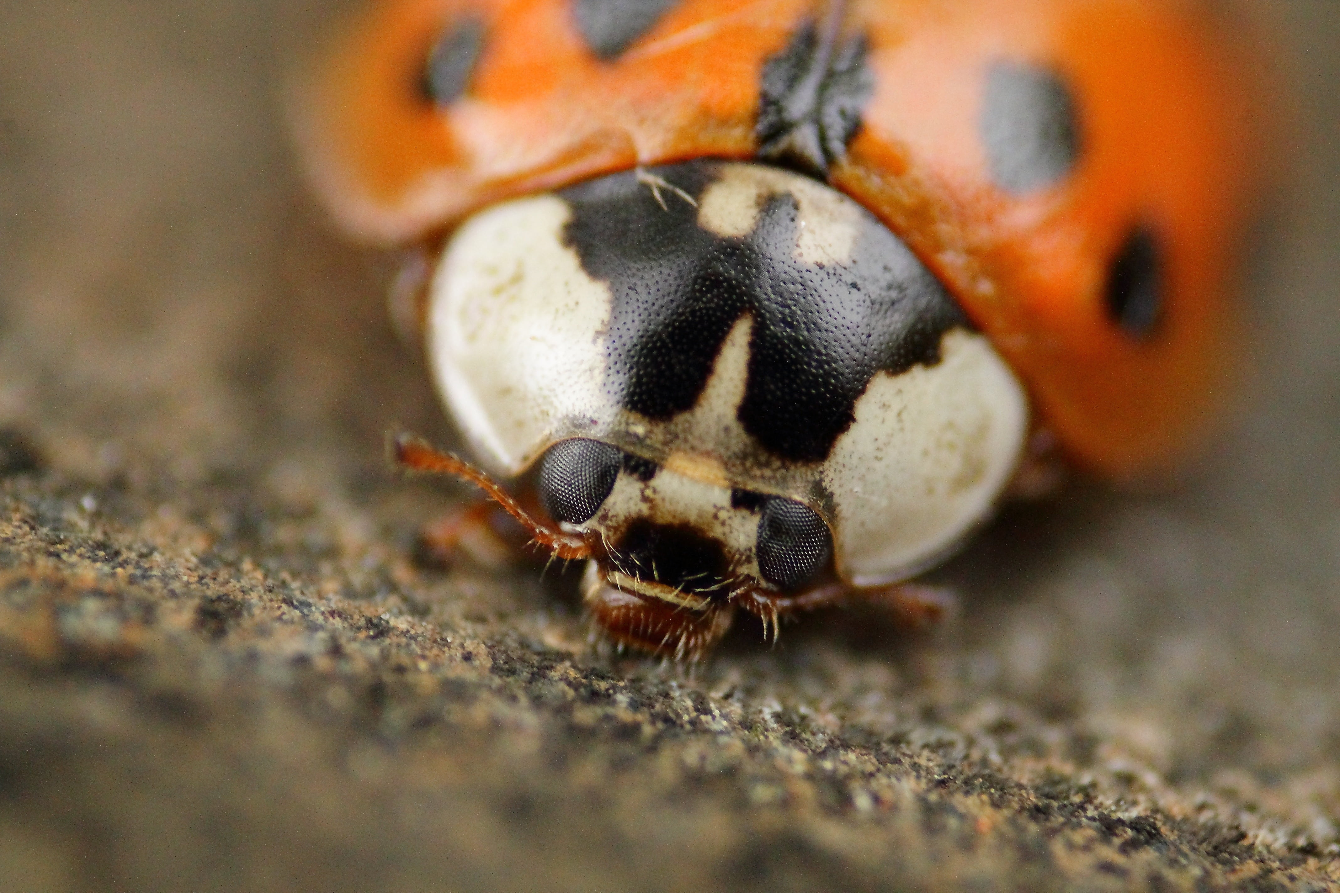 ladybug, beetle, macro, insect, nature, lucky charm, red, points