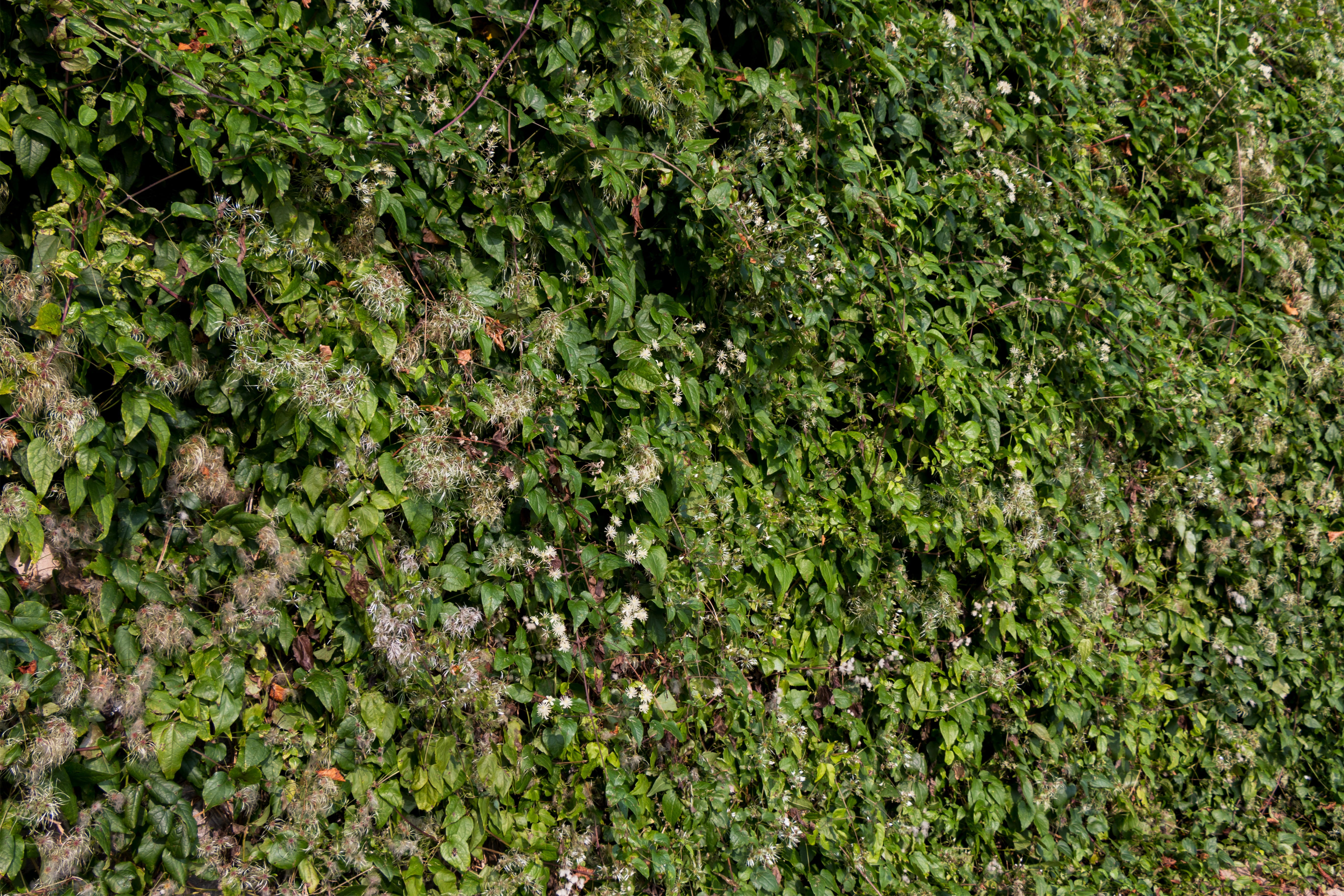background, green, nature, pattern, texture, plant, light, leaves