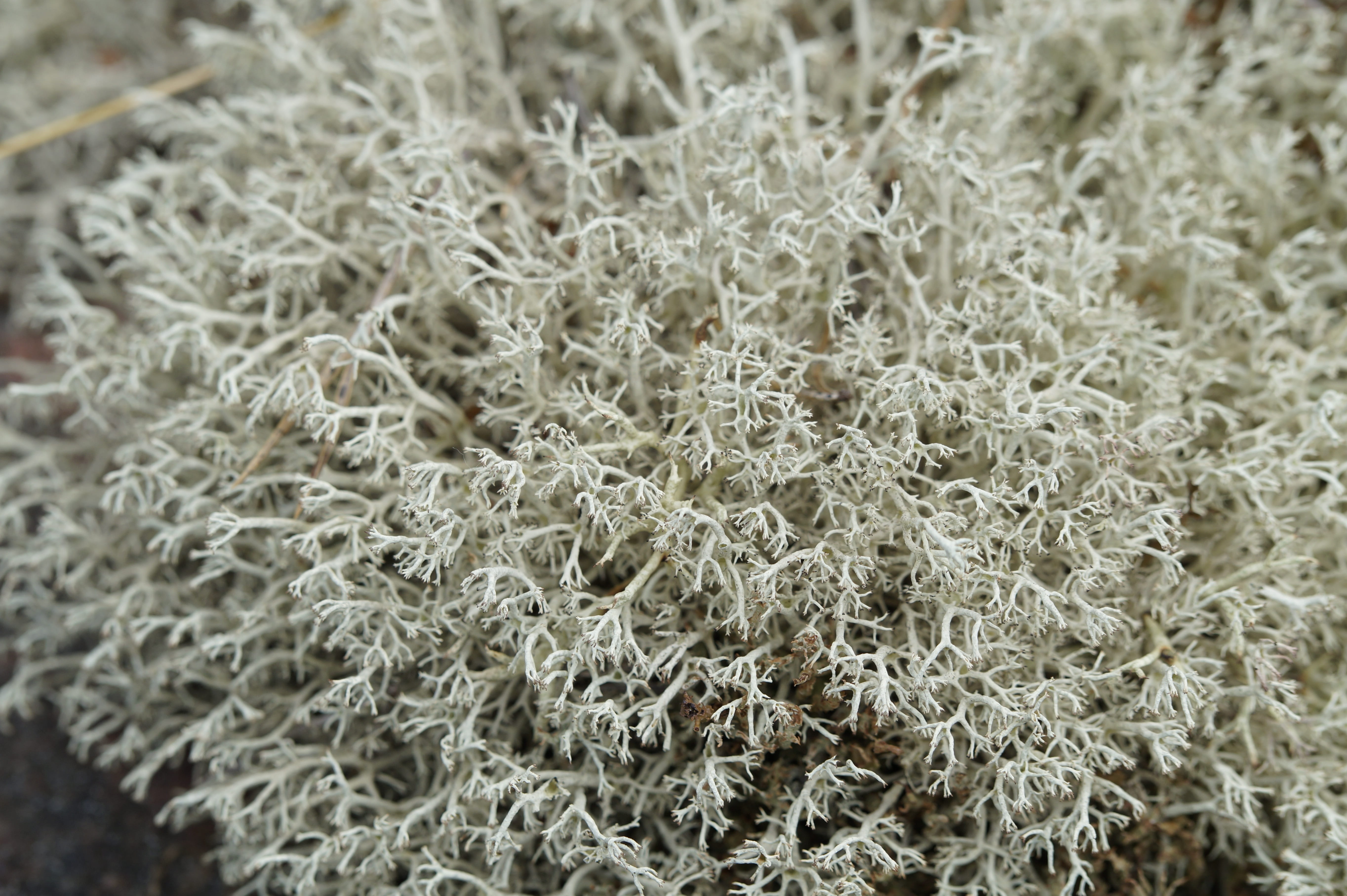 Lichen, Close, Structure, Texture, background, vegetation, flora