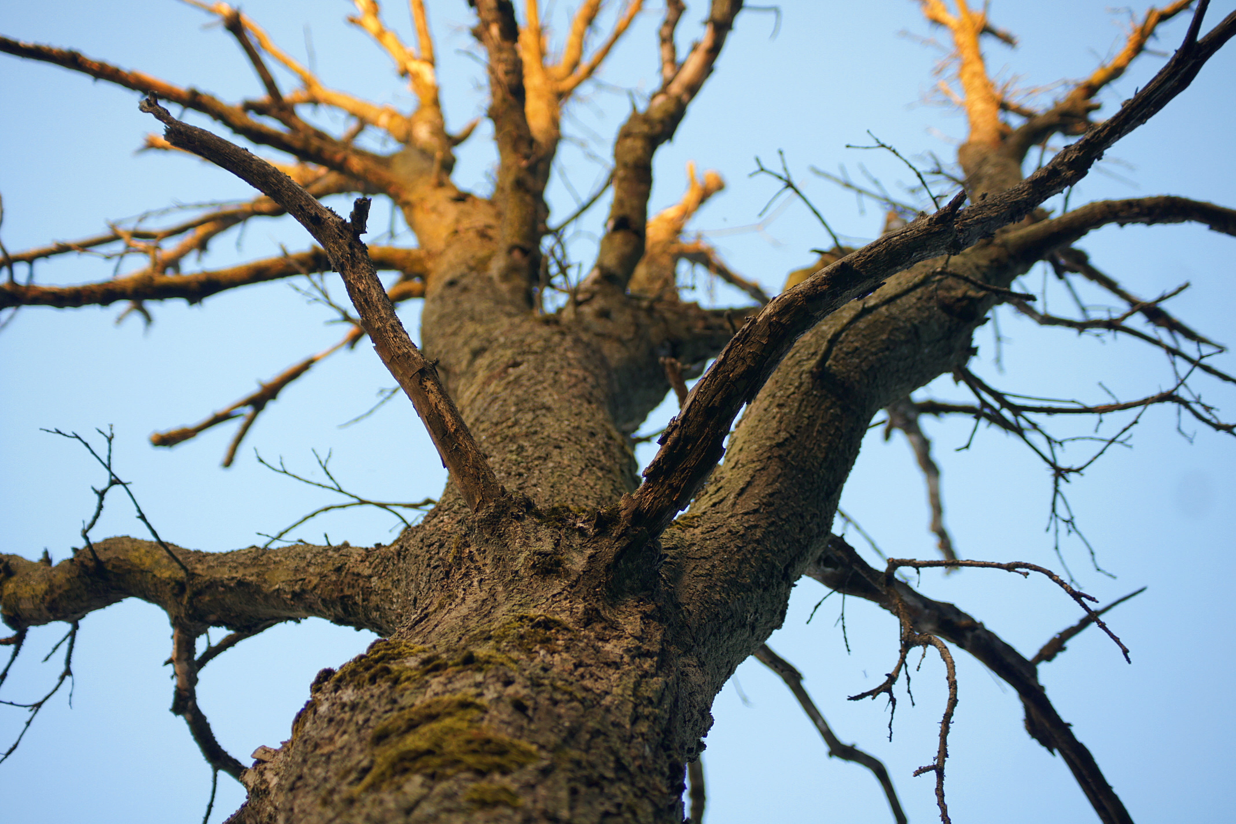 tree, nature, trees, sky, clouds, bark, evening, low angle view