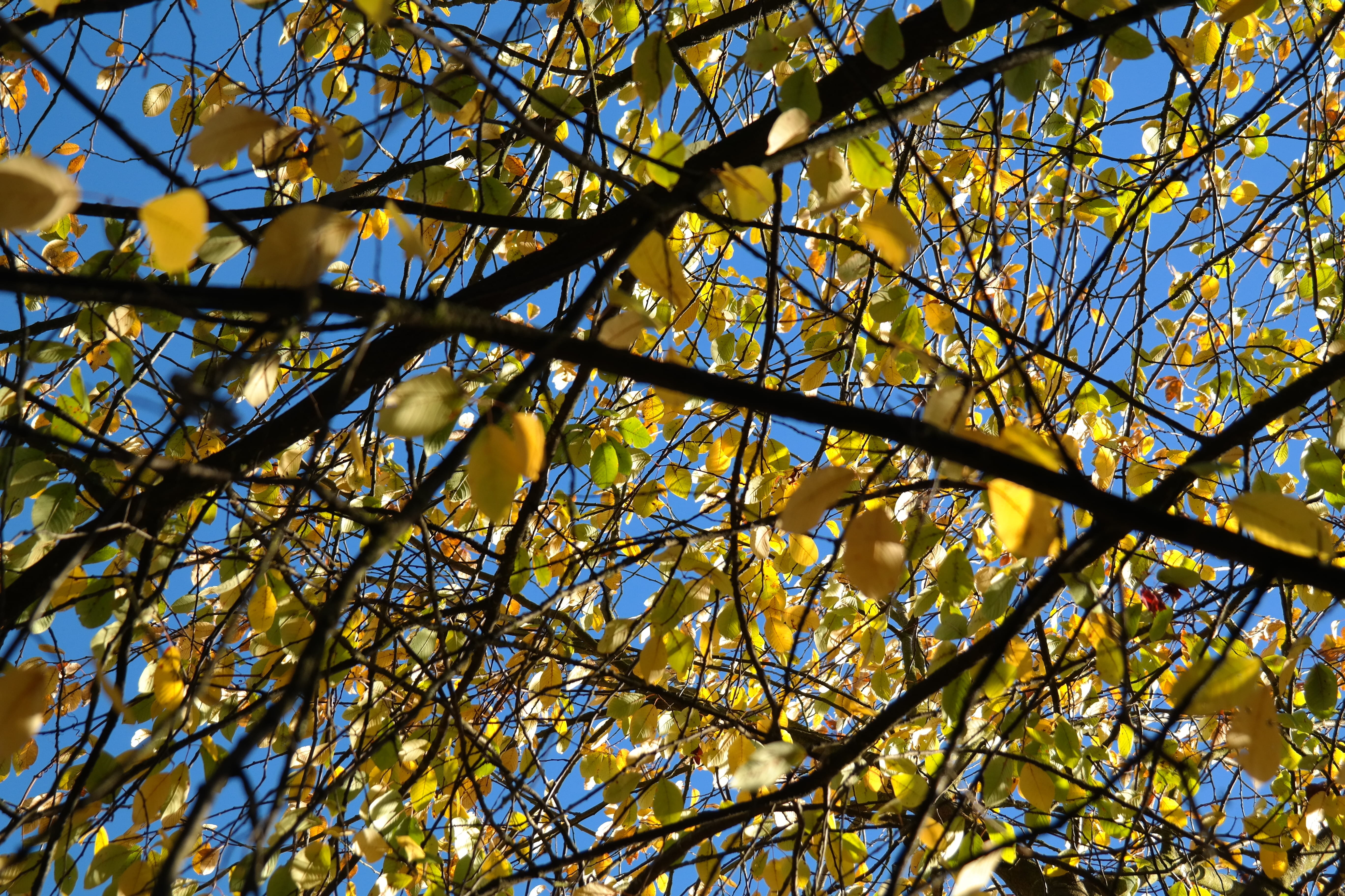 leaves, autumn, yellow, aesthetic, branches, bright yellow