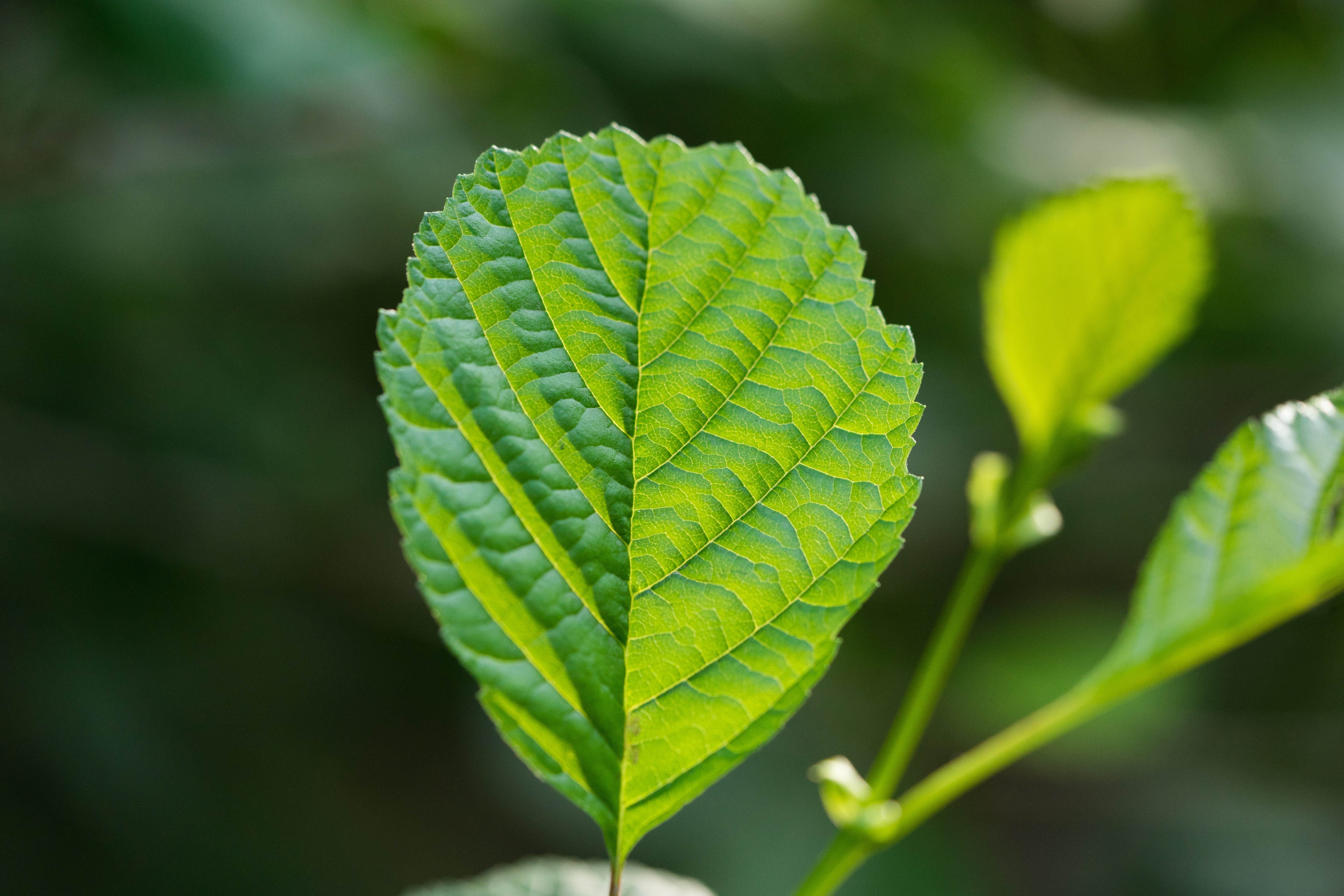 Leaf, Light, Structure, Macro, leaf structure, green, green color