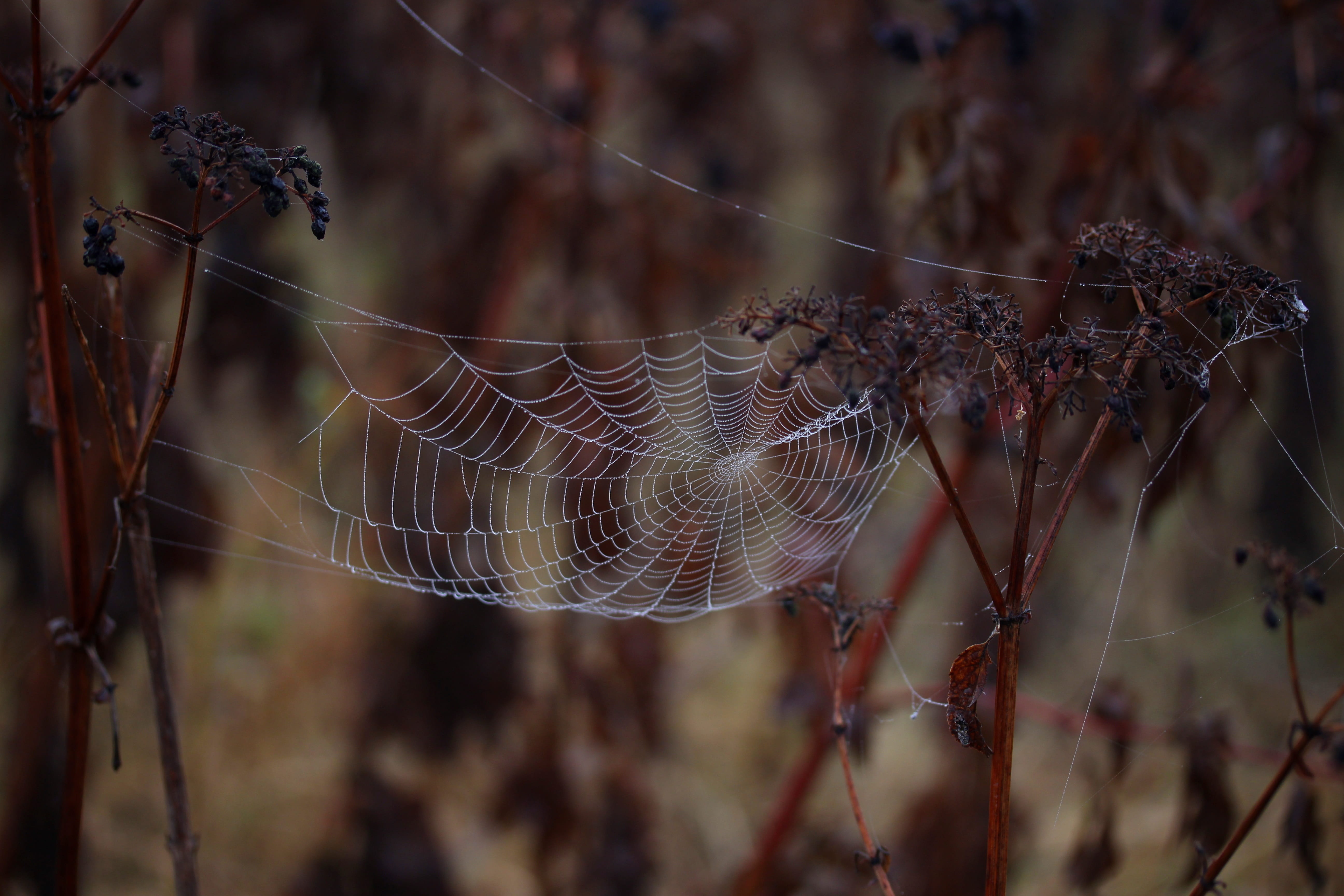 spider web, wet, hooked, place, dew, drops, nature, fragility