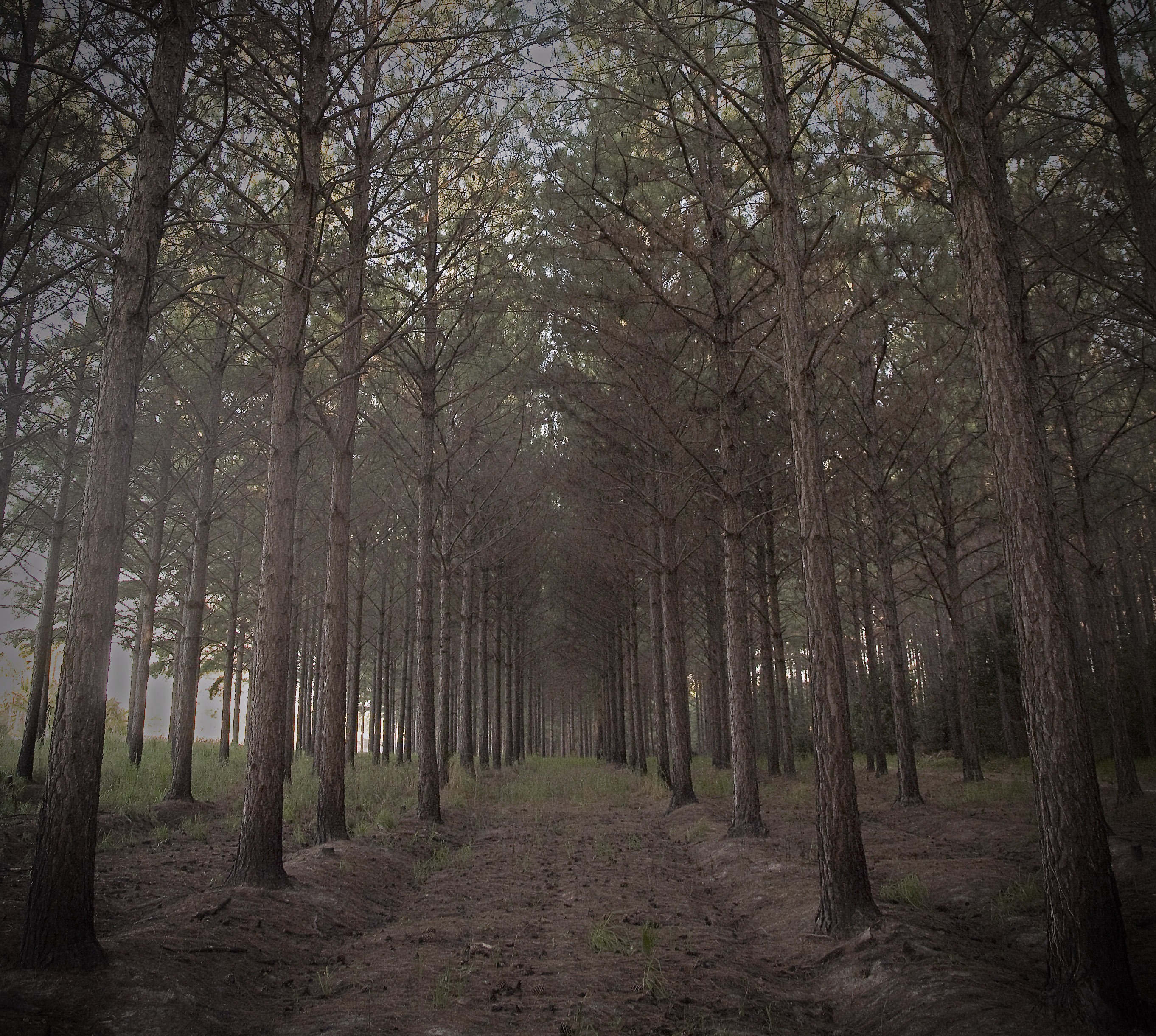 forest, trees, pine, pine needles, nature, pine branch, fall