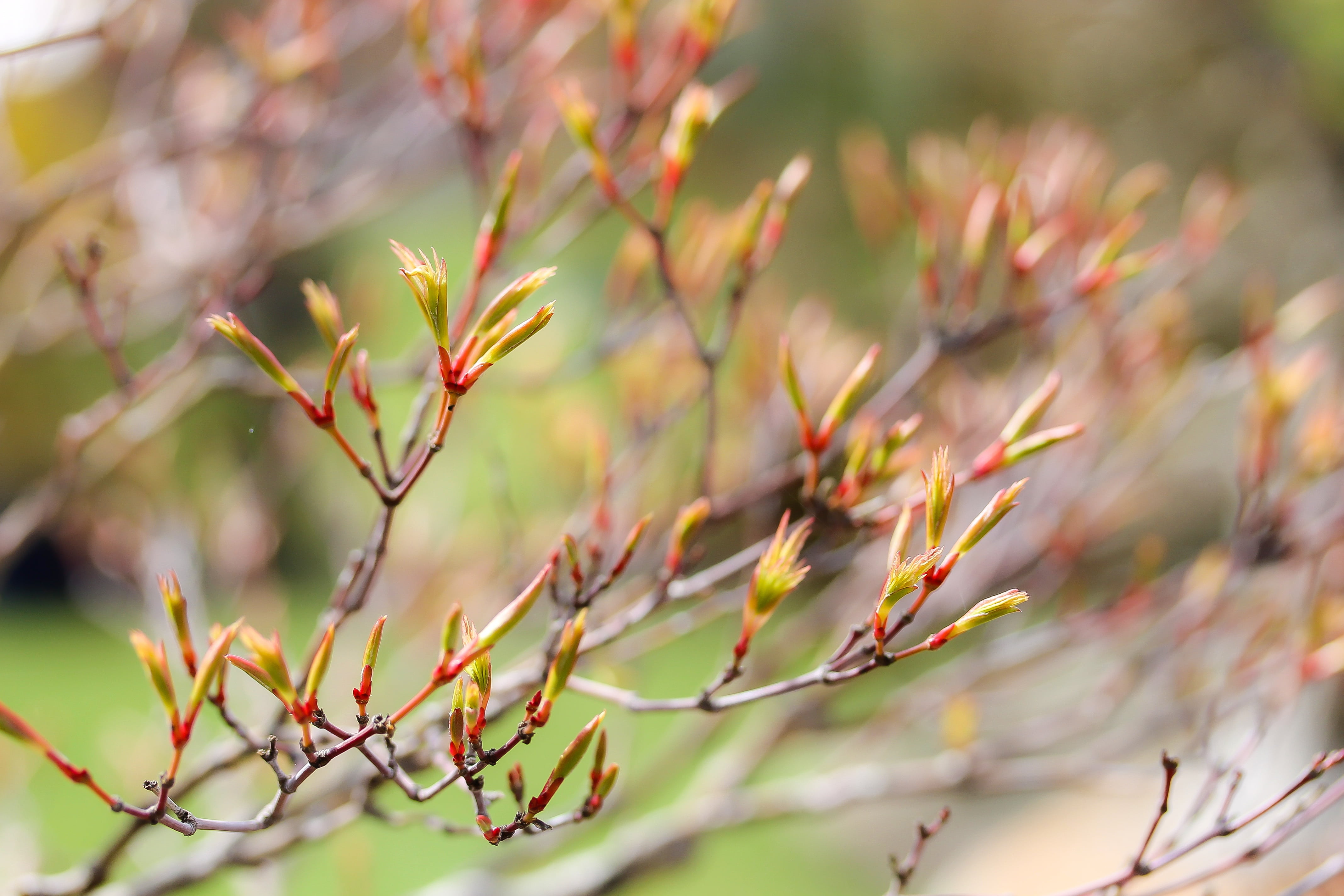 maple branches, budding maple, plant, wood, nature, spring