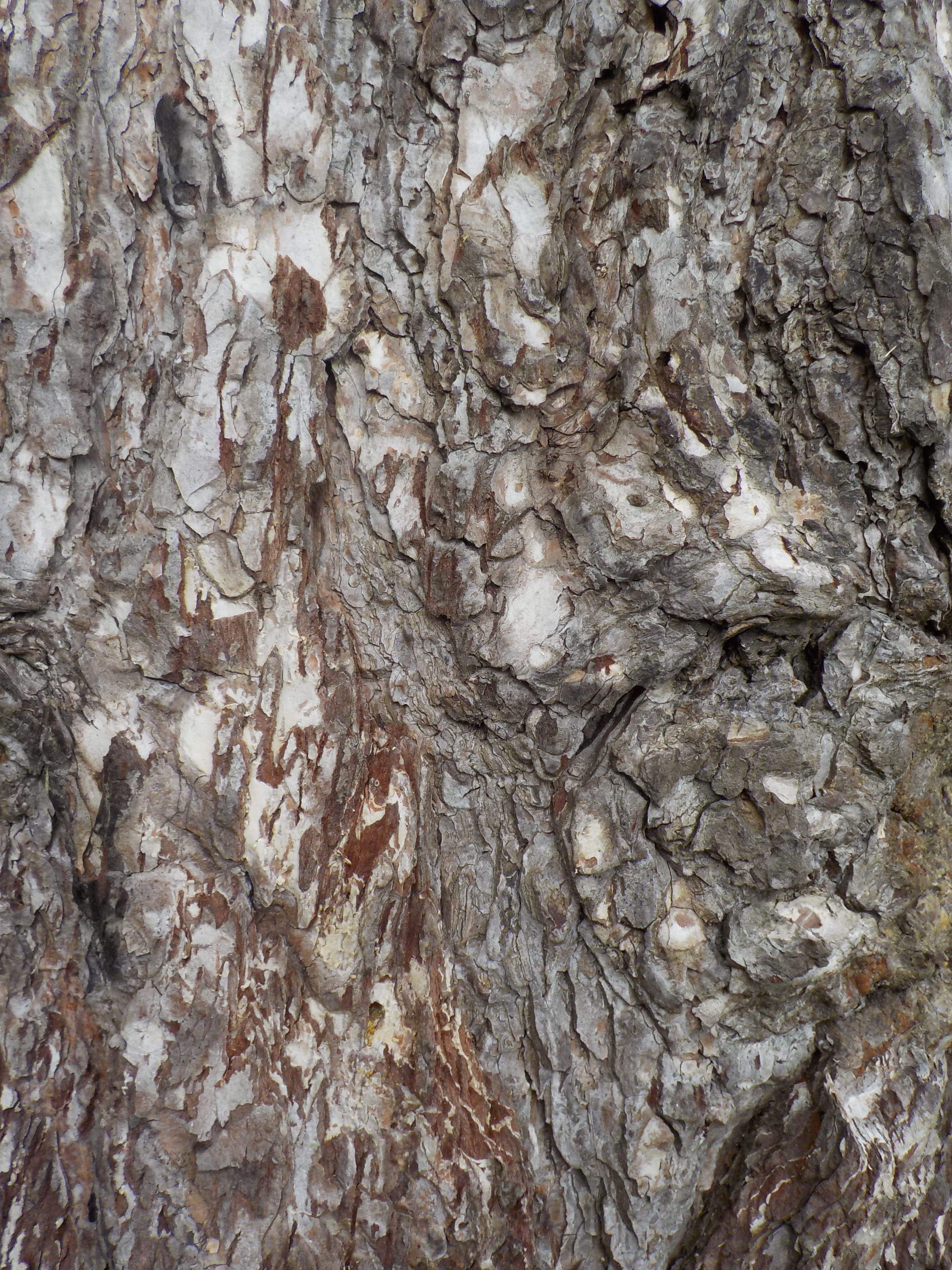 tree, nature, bark, full frame, backgrounds, textured, tree trunk