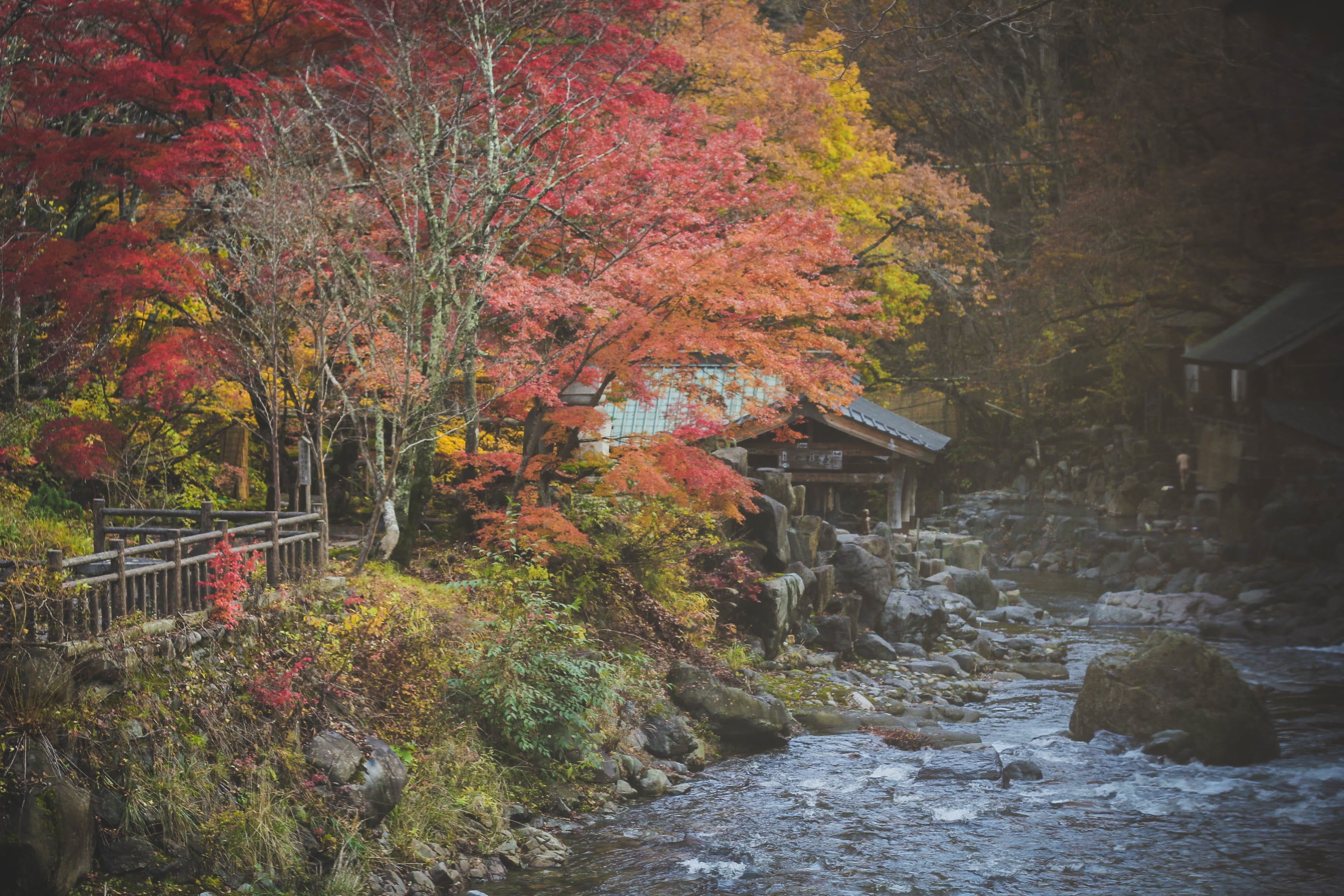 river, water, rocks, trees, plant, nature, stone, grass, fall
