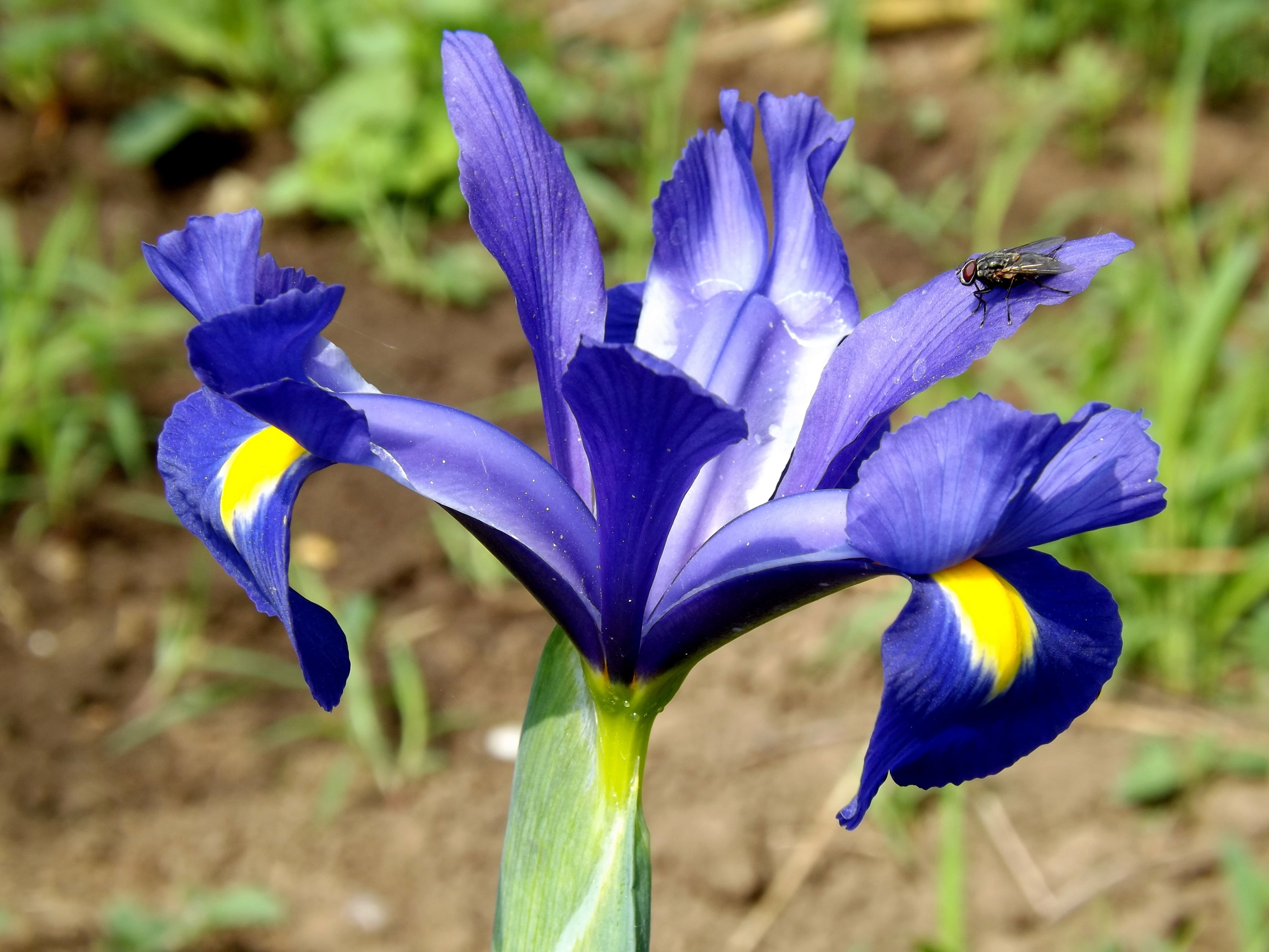 iris, flower, iris pseudarocus, violet, flowering plant, fragility