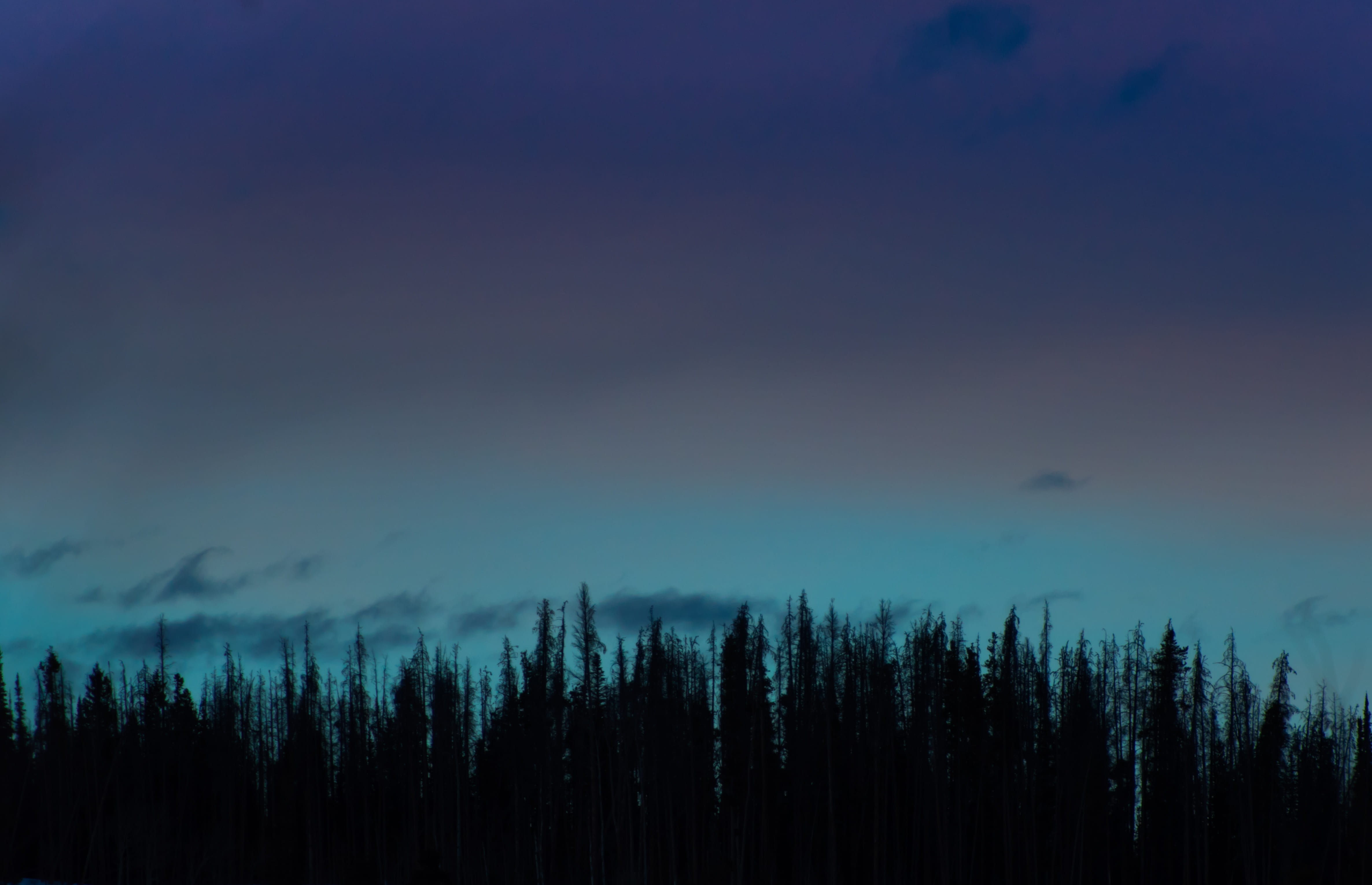 pine, tree, forest, plants, nature, dark, cloud, tranquil scene