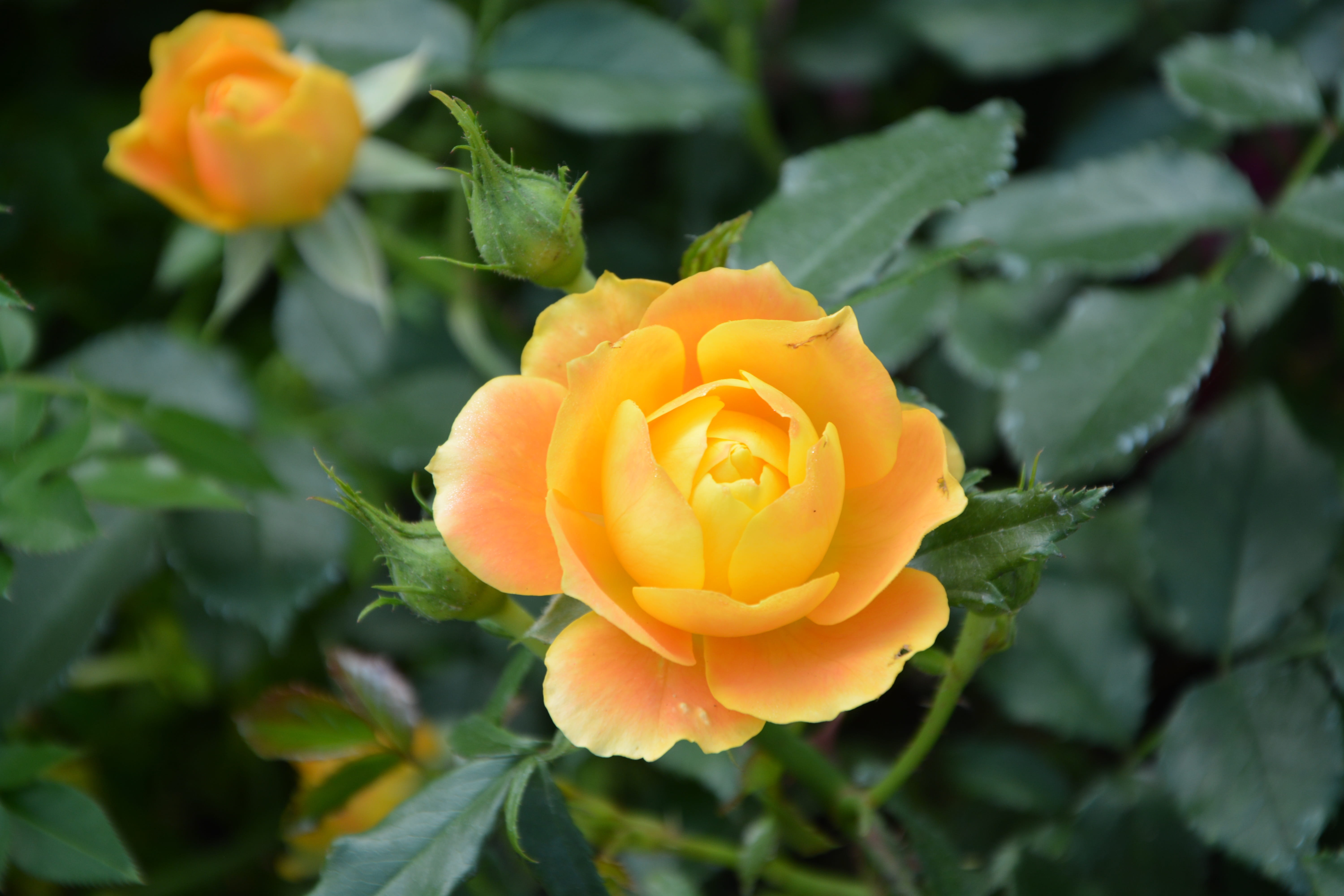 yellow rose flower in close-up photography, pink flowers, rosebush