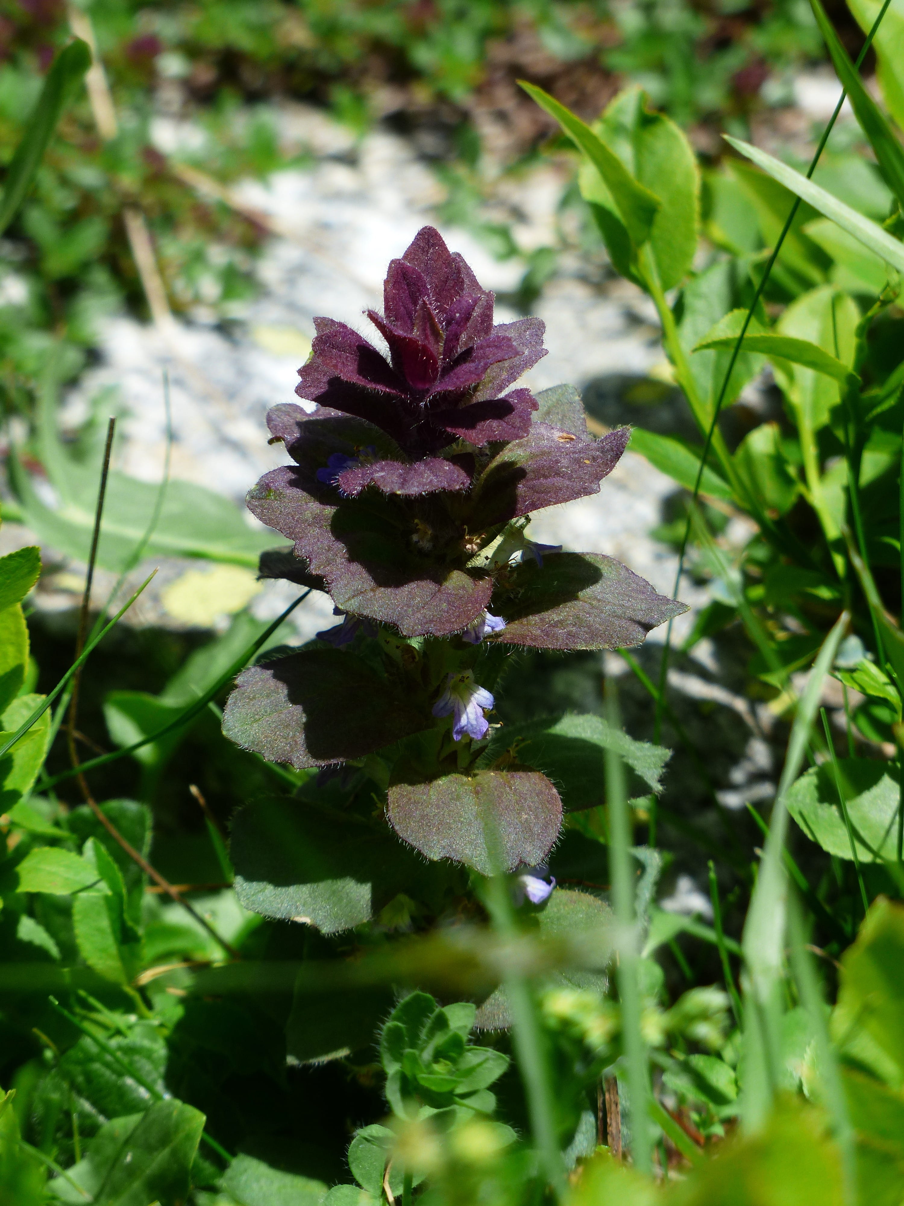 Pyramidalis, Bugle, Flower, Plant, reddish, ajuga pyramidalis l
