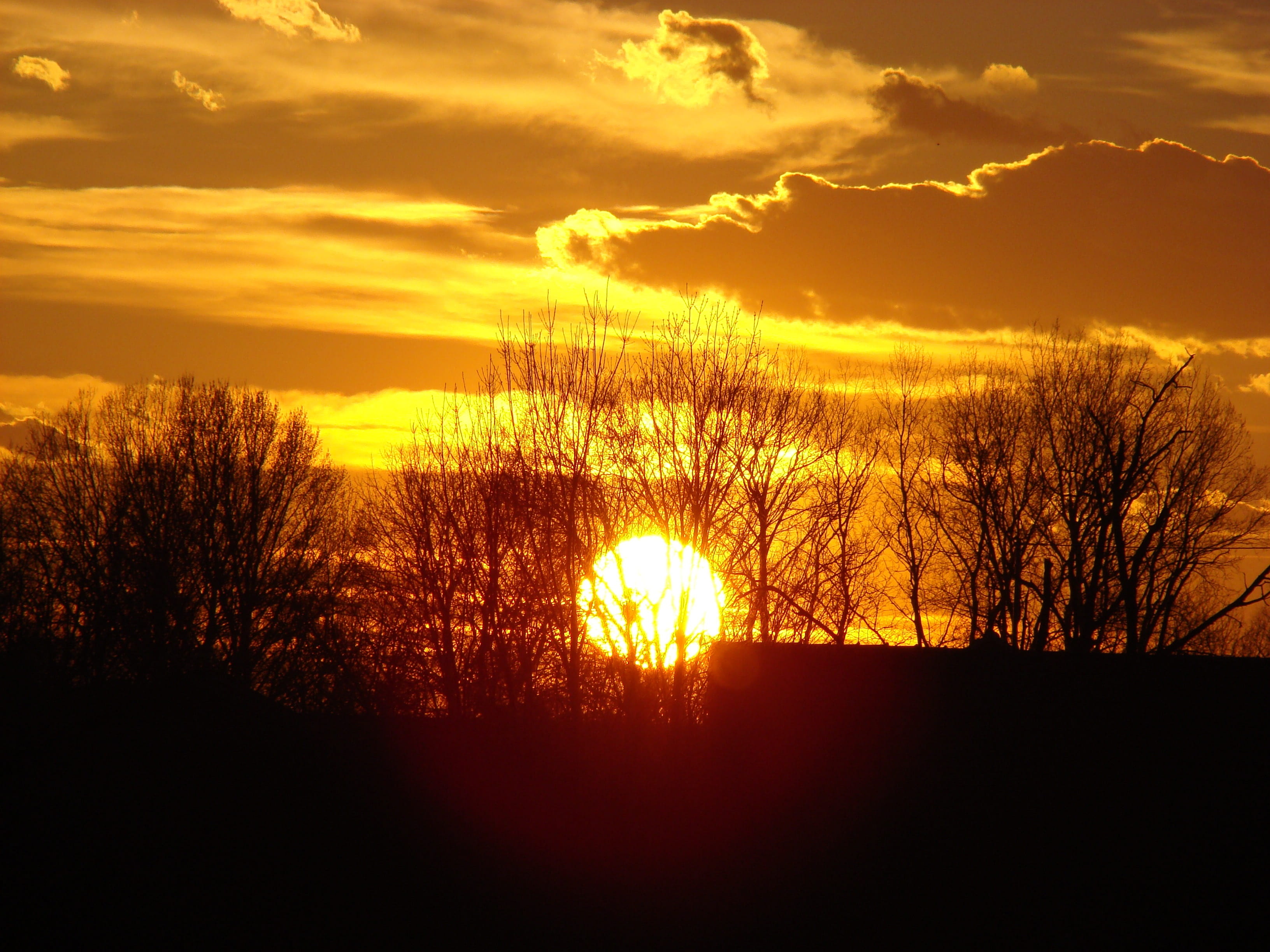 Sunset, Nature, Sky, Evening, yellow, cloud, tree, scenics