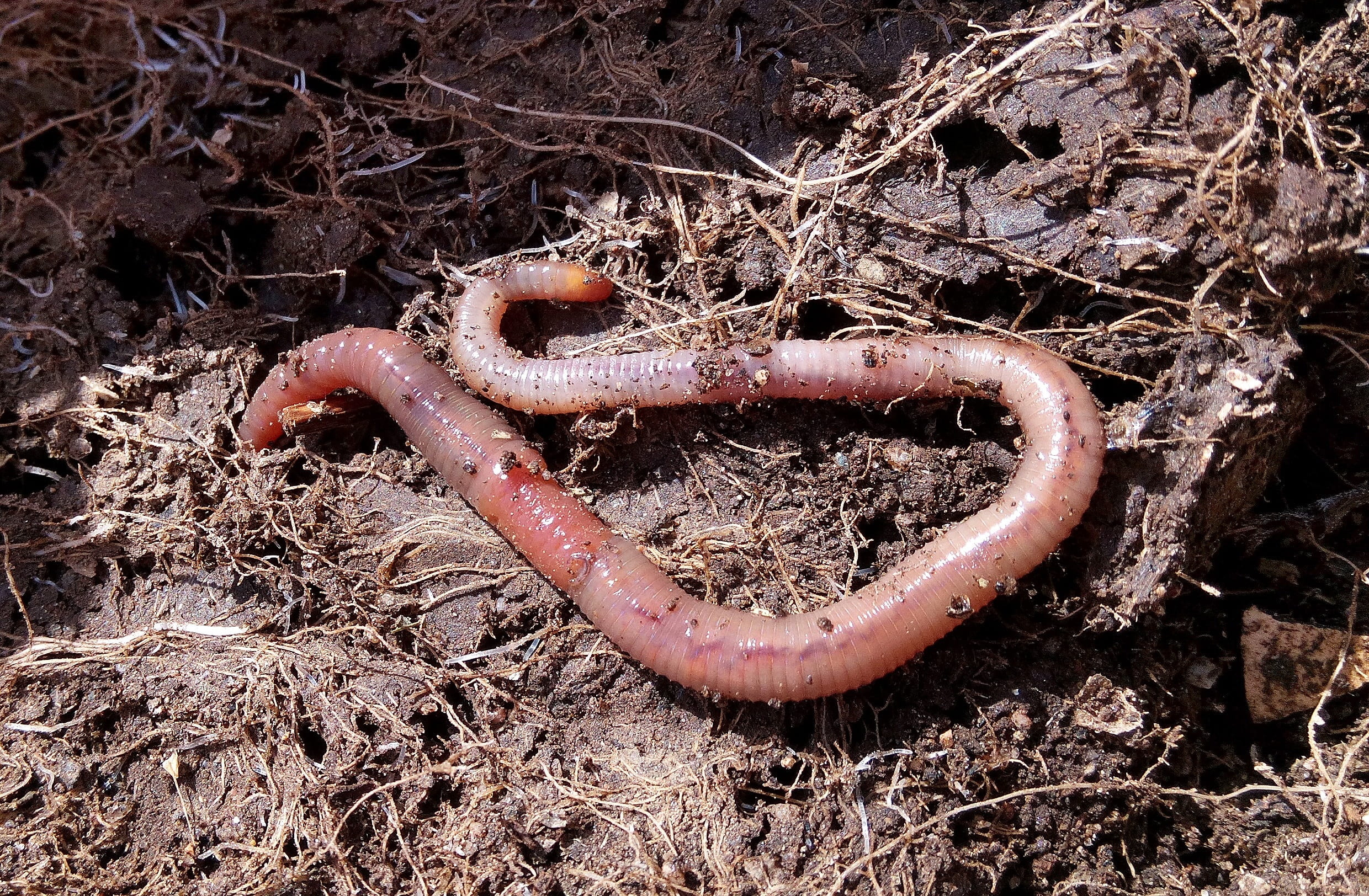 closeup photo of earthworm on soil, vermiculture, humus, rico