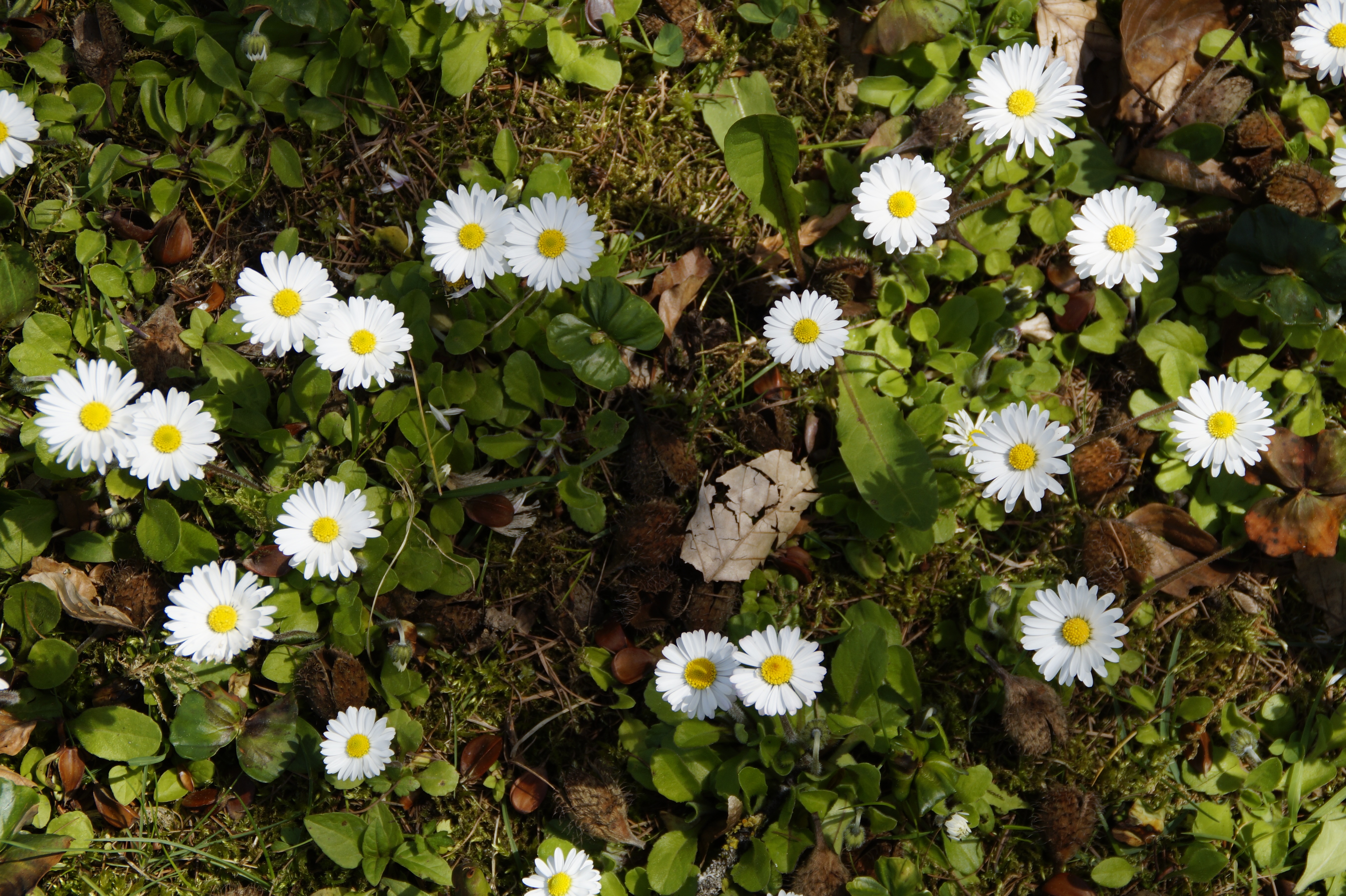 daisy, background, structure, texture, rush, spring, distributed
