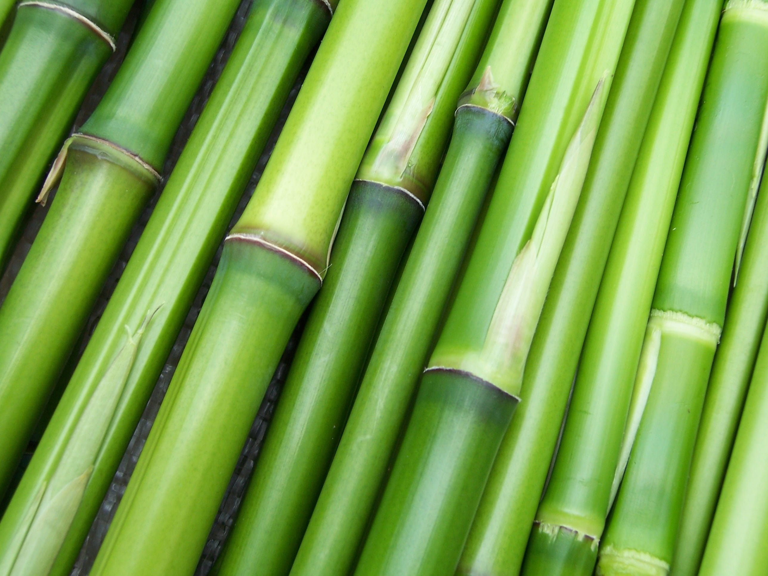 Free download | HD wallpaper: bamboo sticks, green, plant, green color