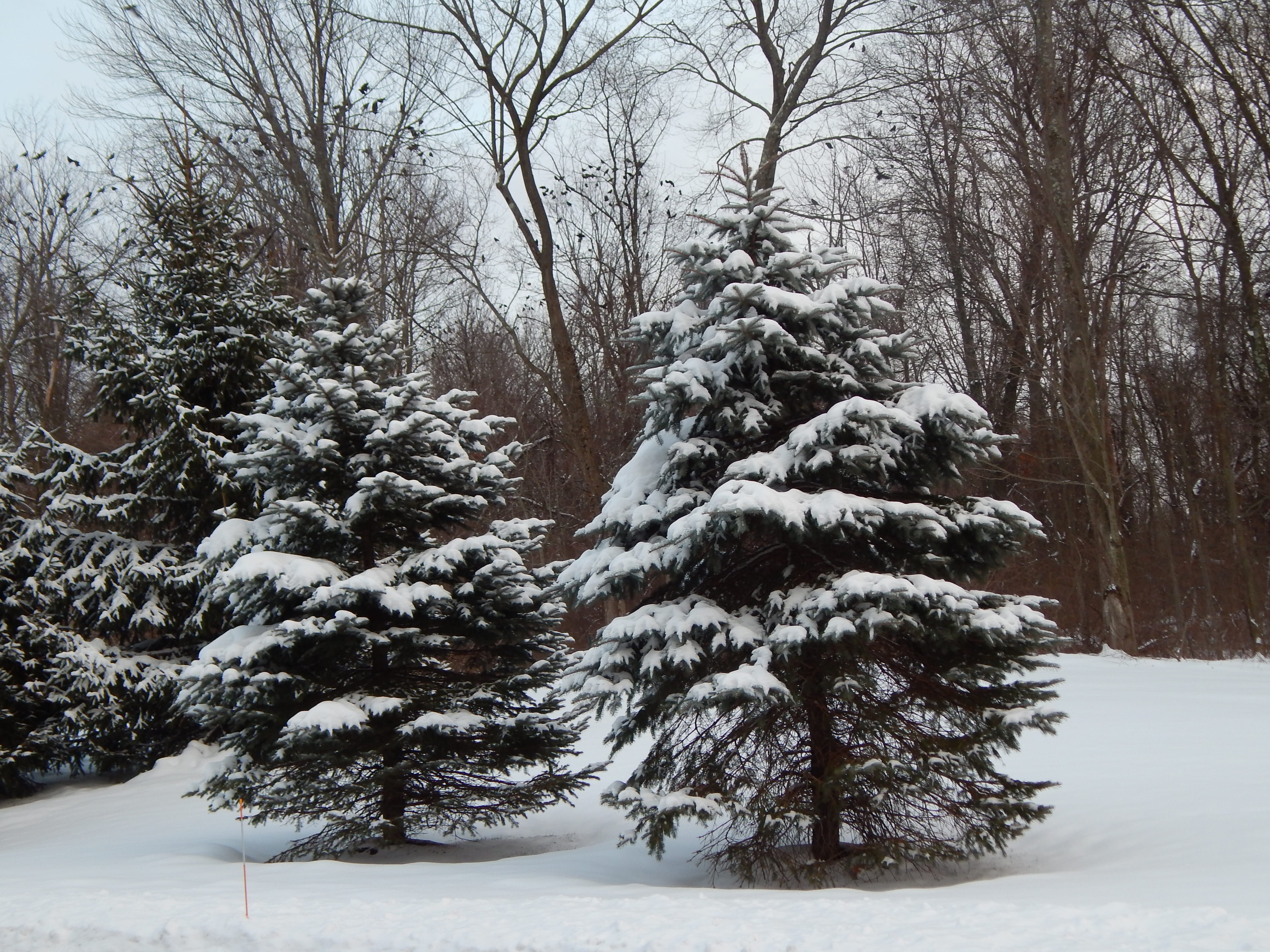 Pine, Trees, Winter, Snow, Forest, cold temperature, nature