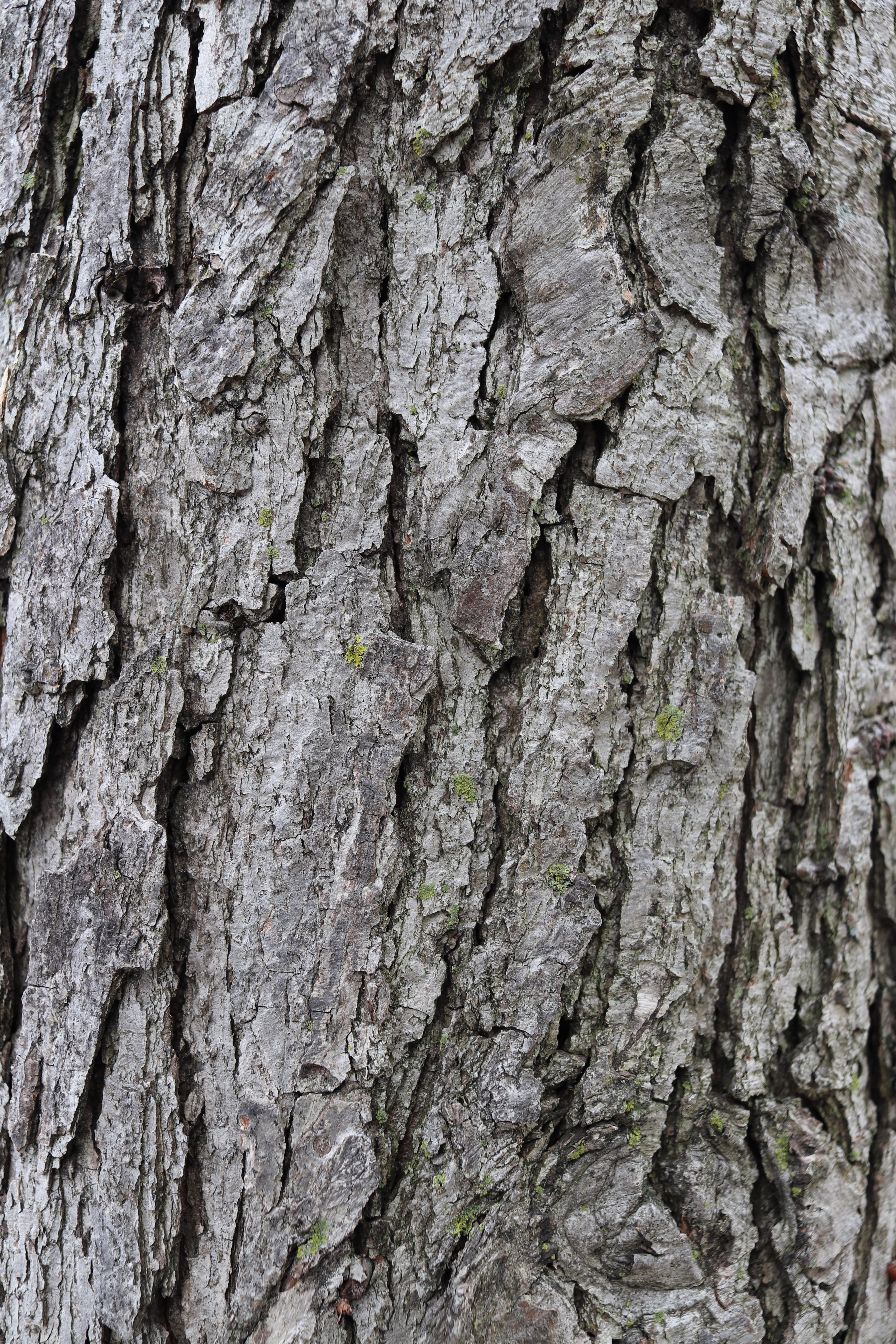 texture, tree, bark, textured, tree trunk, backgrounds, full frame