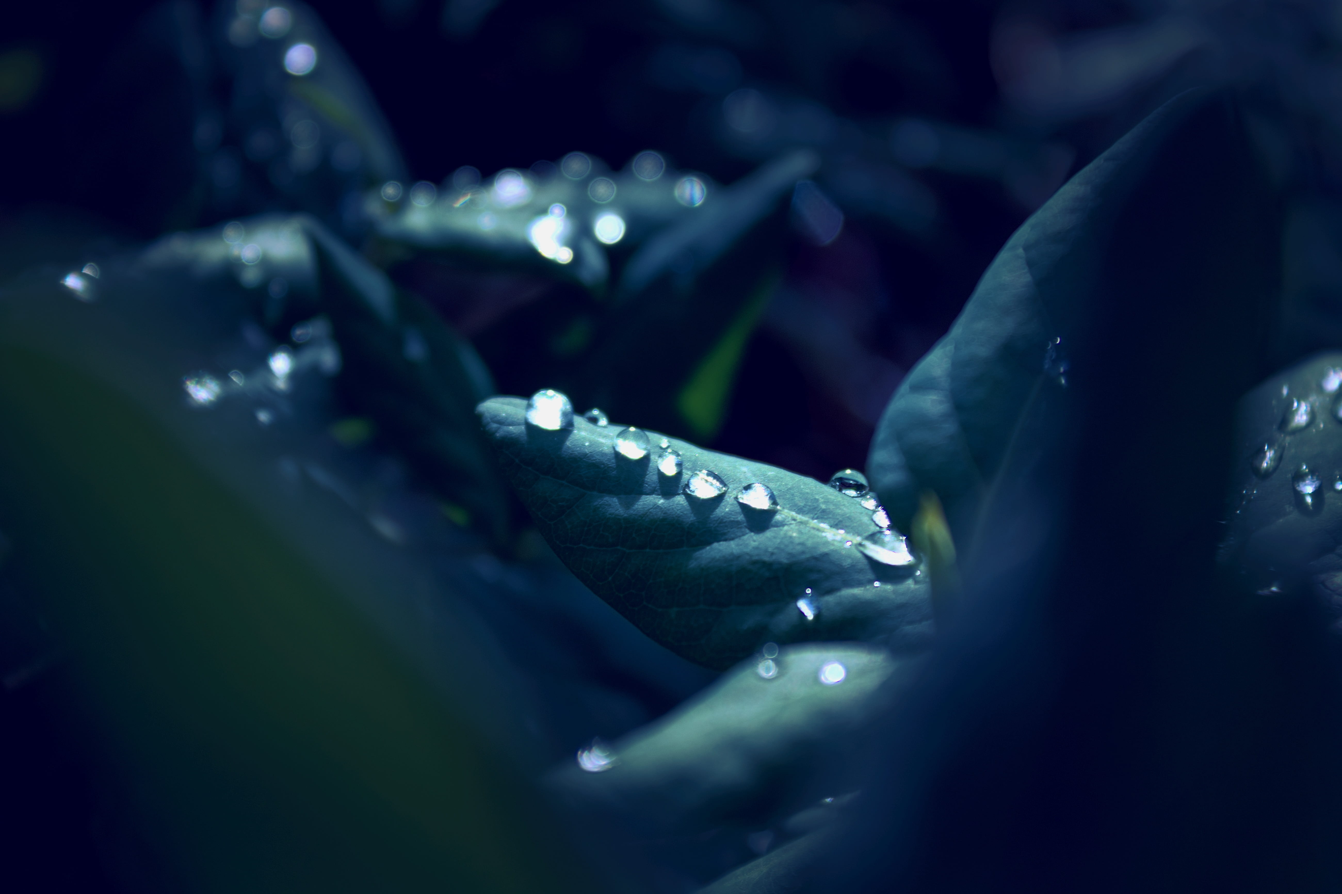 raindrop, leaf, macro, close, mirroring, nature, green, blue