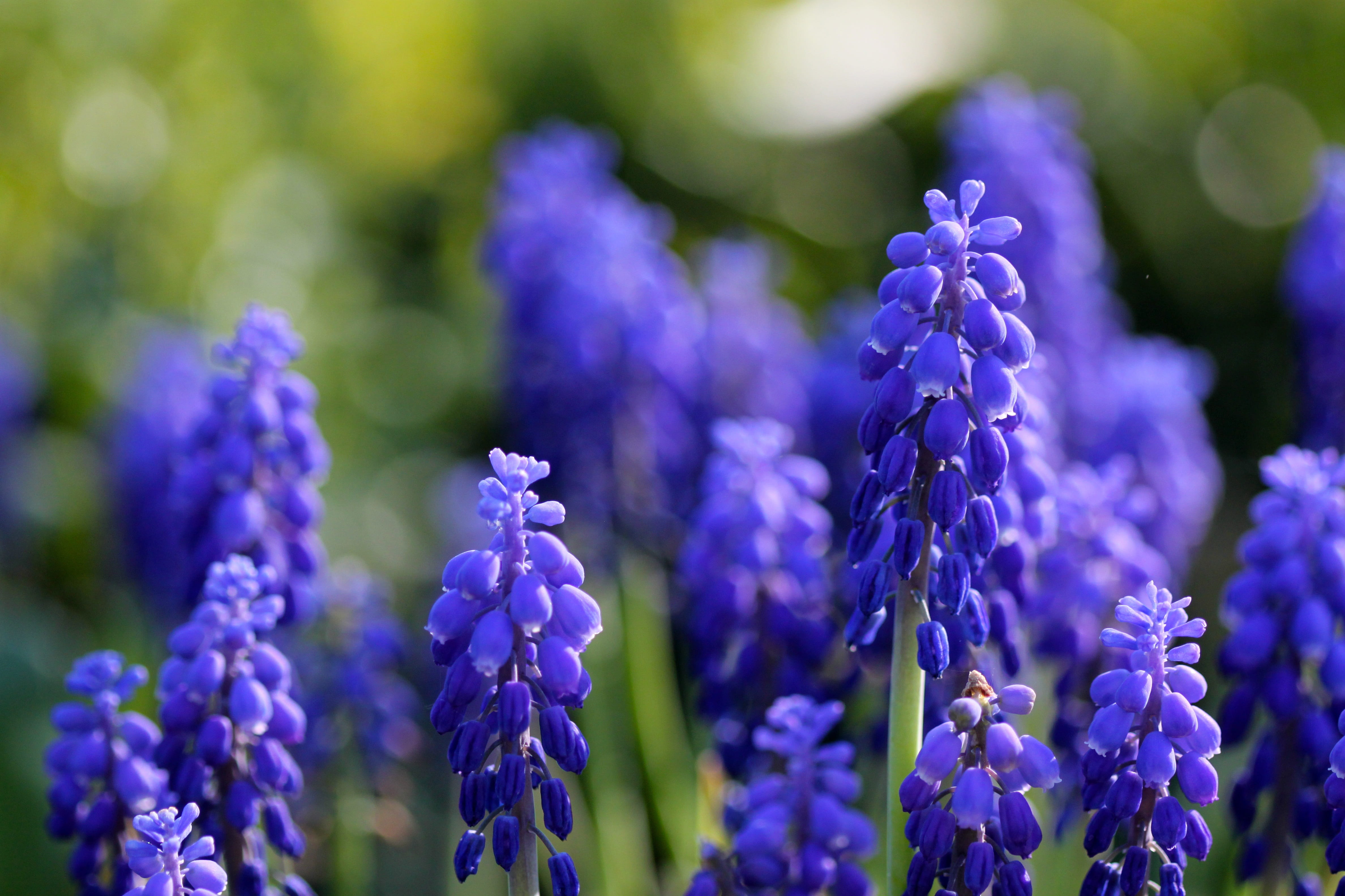 Free download | HD wallpaper: grape hyacinths, spring, blue, flowers ...