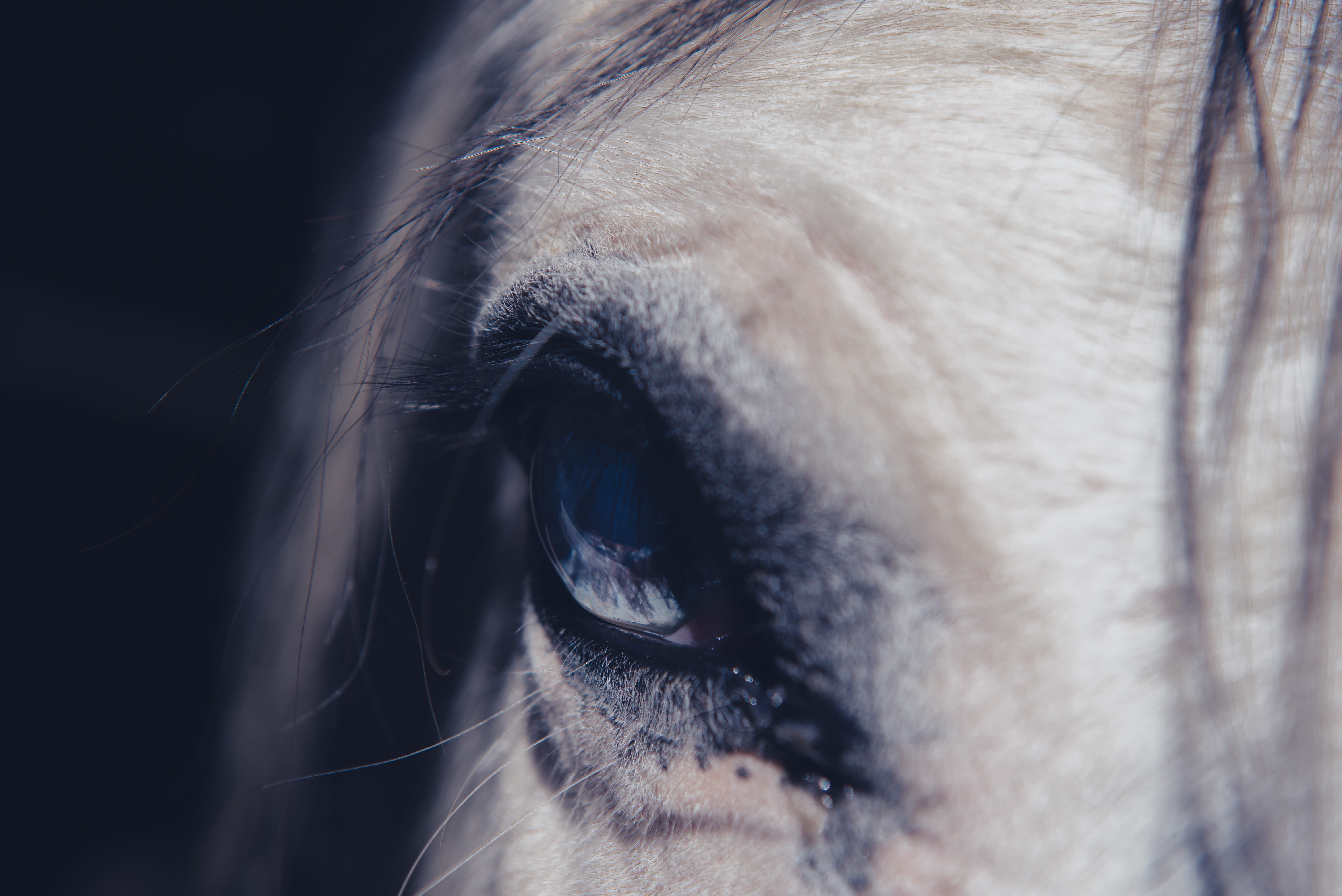 Free download | HD wallpaper: close-up photography of animal eye ...