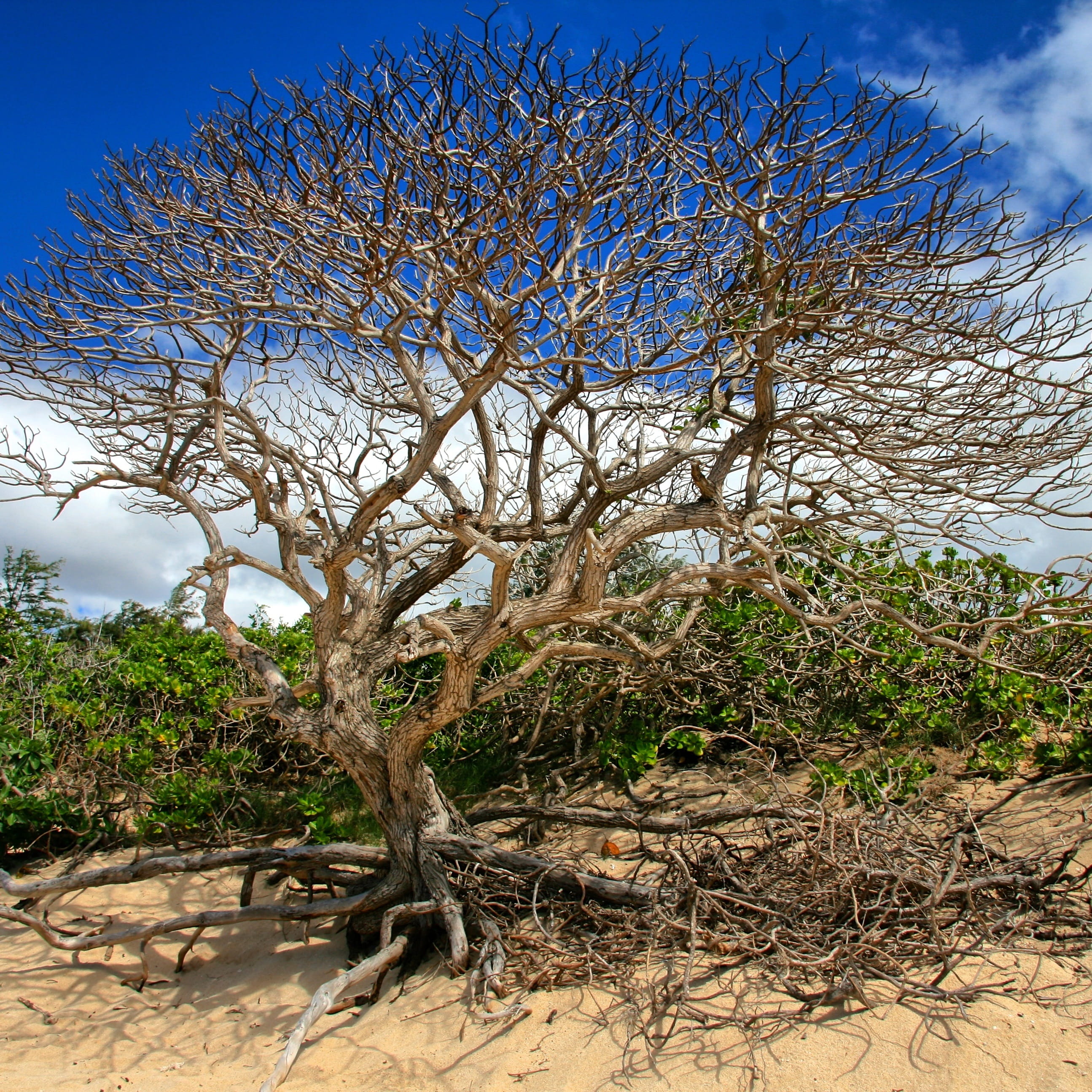 Tree, Branch, Tree Branch, Branches, tree branches, nature