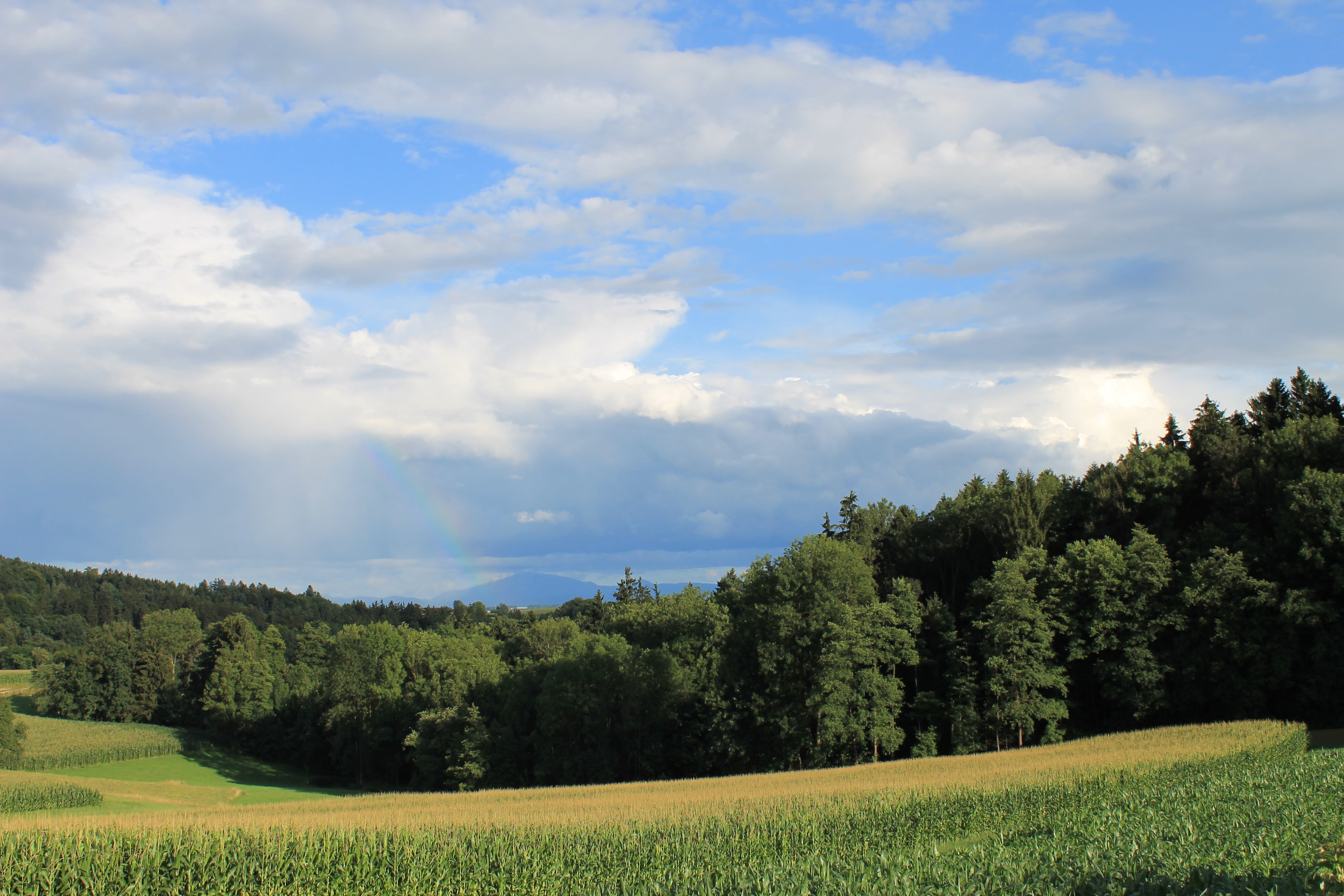 clouds, landscape, sky, panorama, nature, cloud - sky, tree