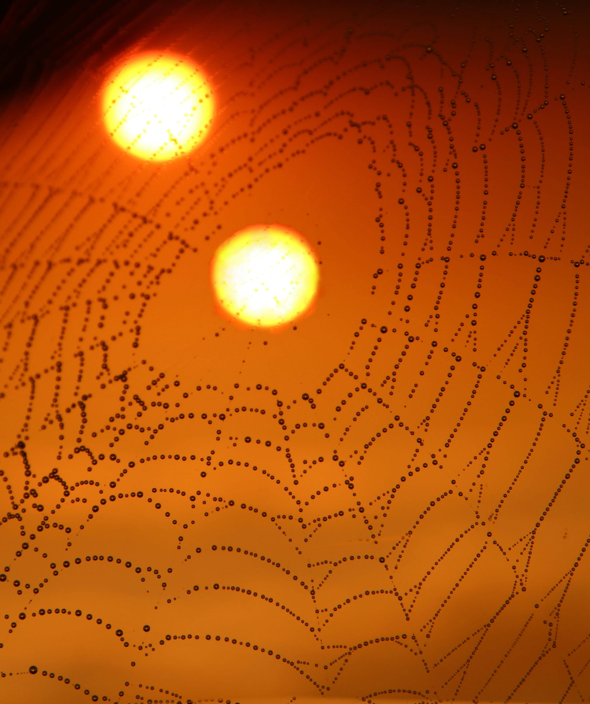 spider web, drops, sun, two, double, red, dew, place, nature