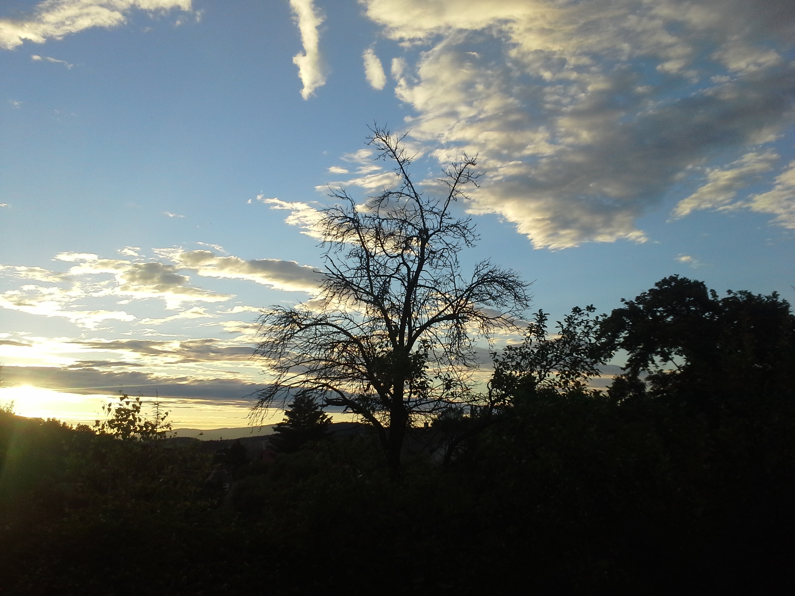 sunset, tree, cloud, evening sky, nature, plant, cloud - sky