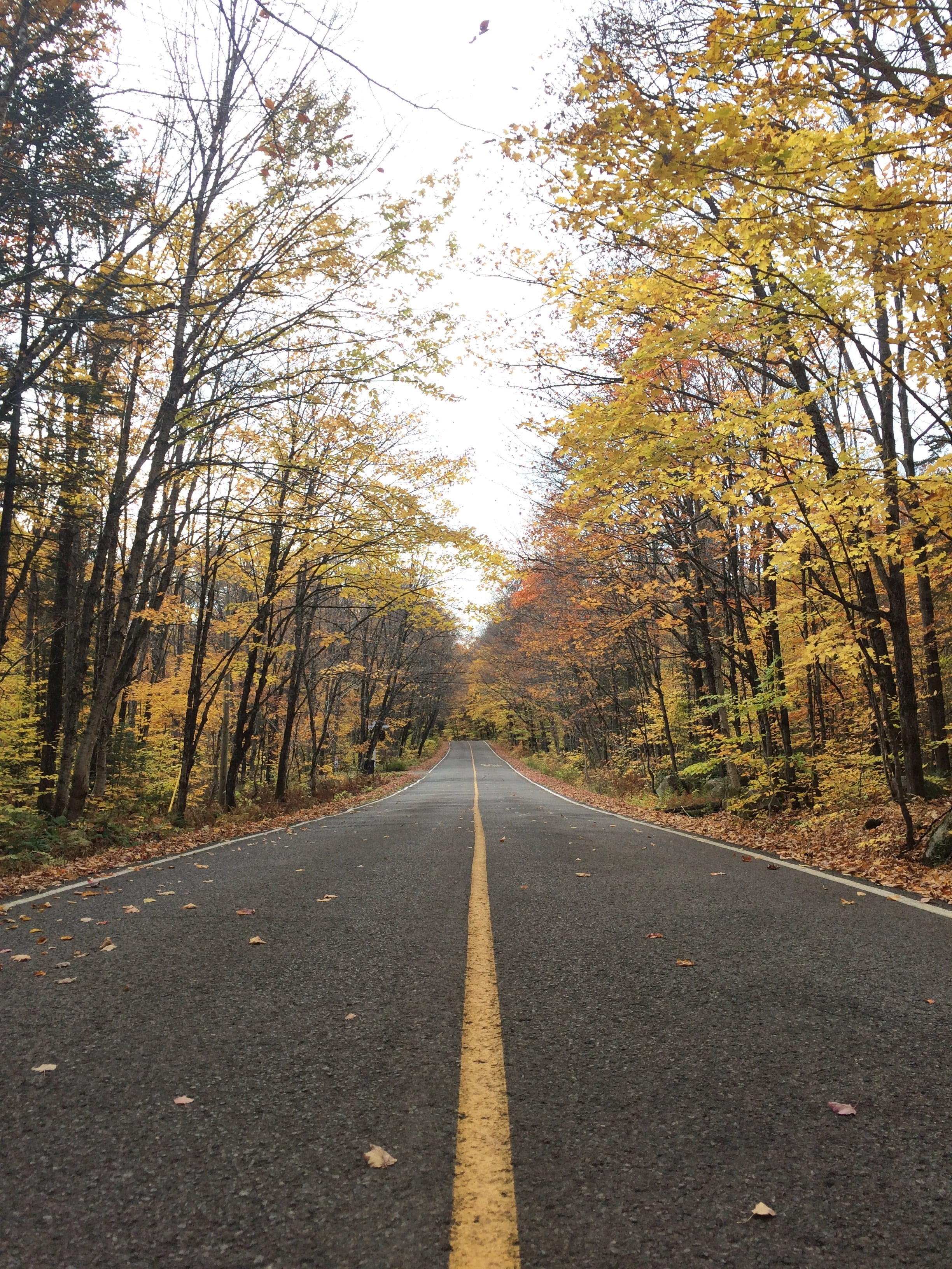 road, fall, tree, the way forward, direction, plant, transportation