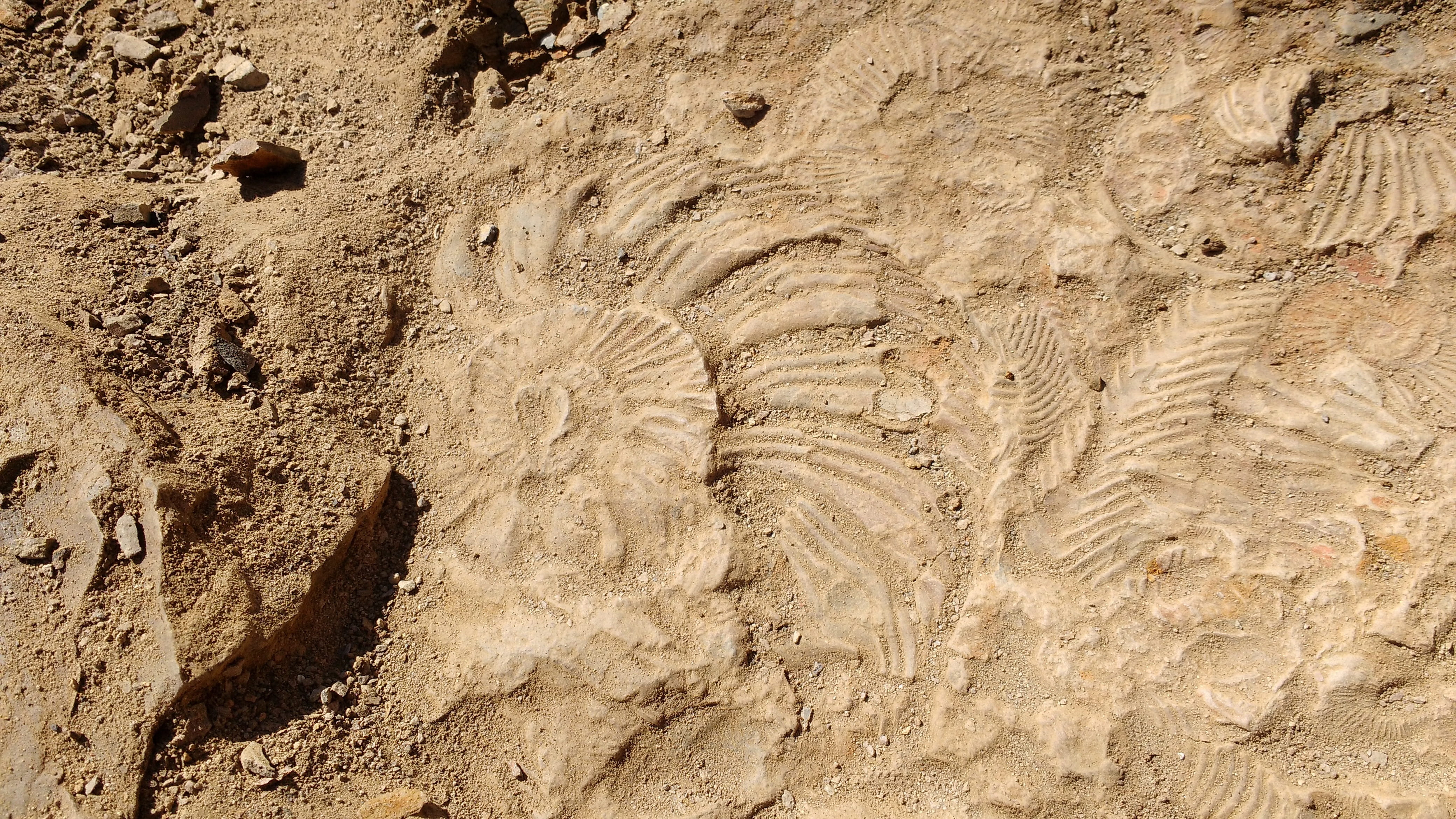 Fossil, Stone, Earth, extinct, ancient, no people, nature, pattern