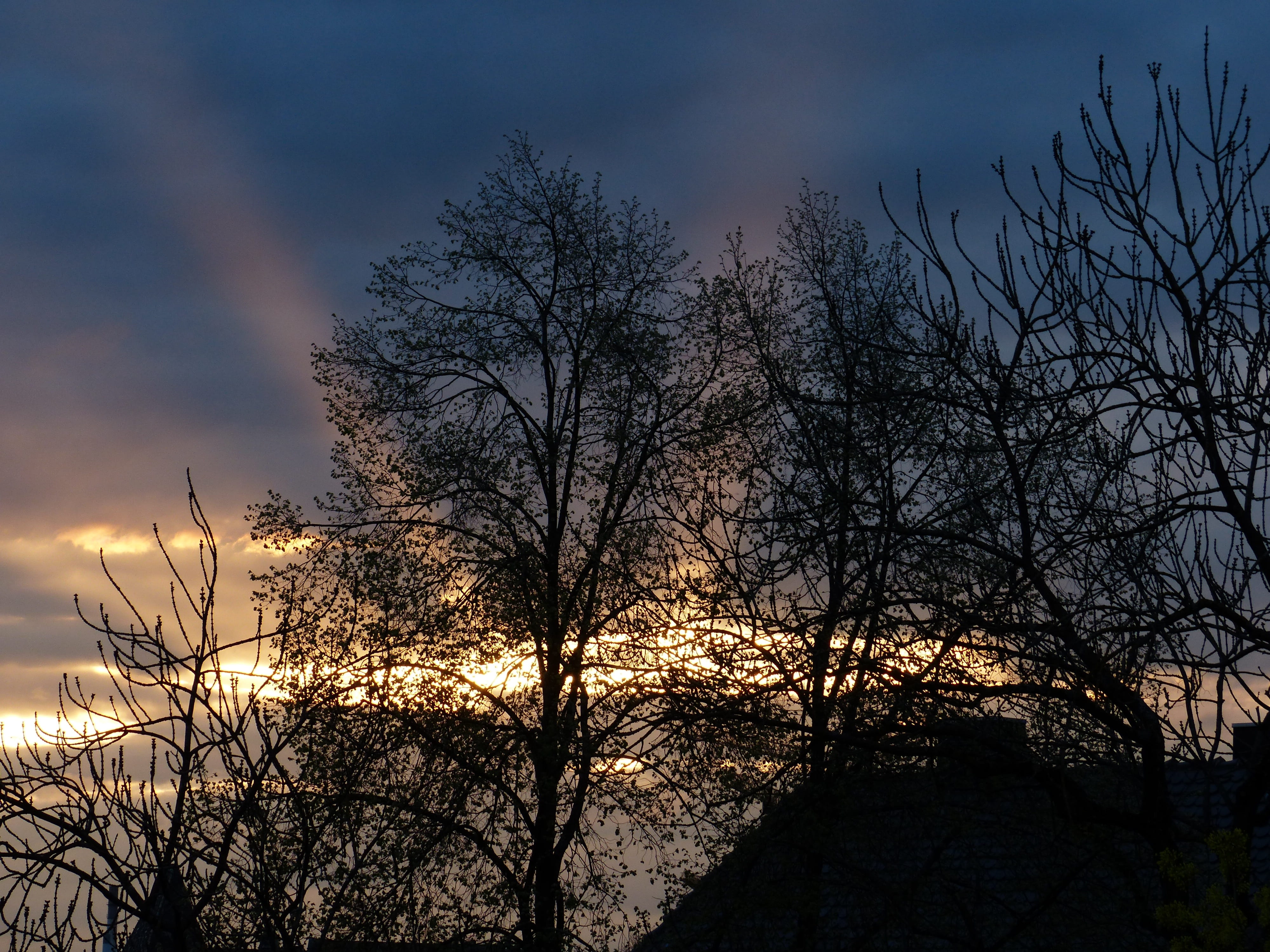 Sunbeam, Sunset, Mood, Romantic, Idyll, trees, evening, bare tree
