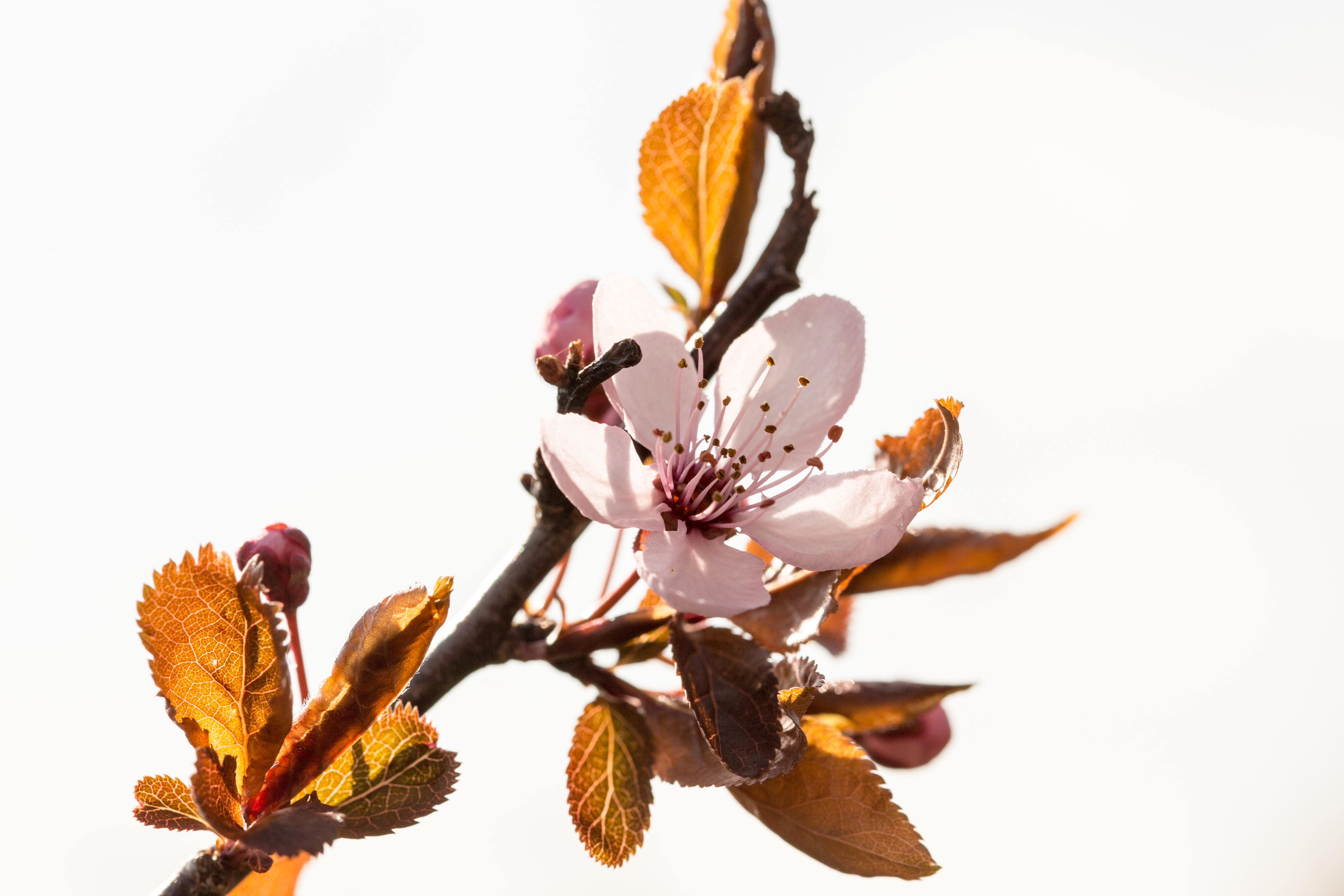 flower, cherry, spring, macro, nature, leaf, plant, branch