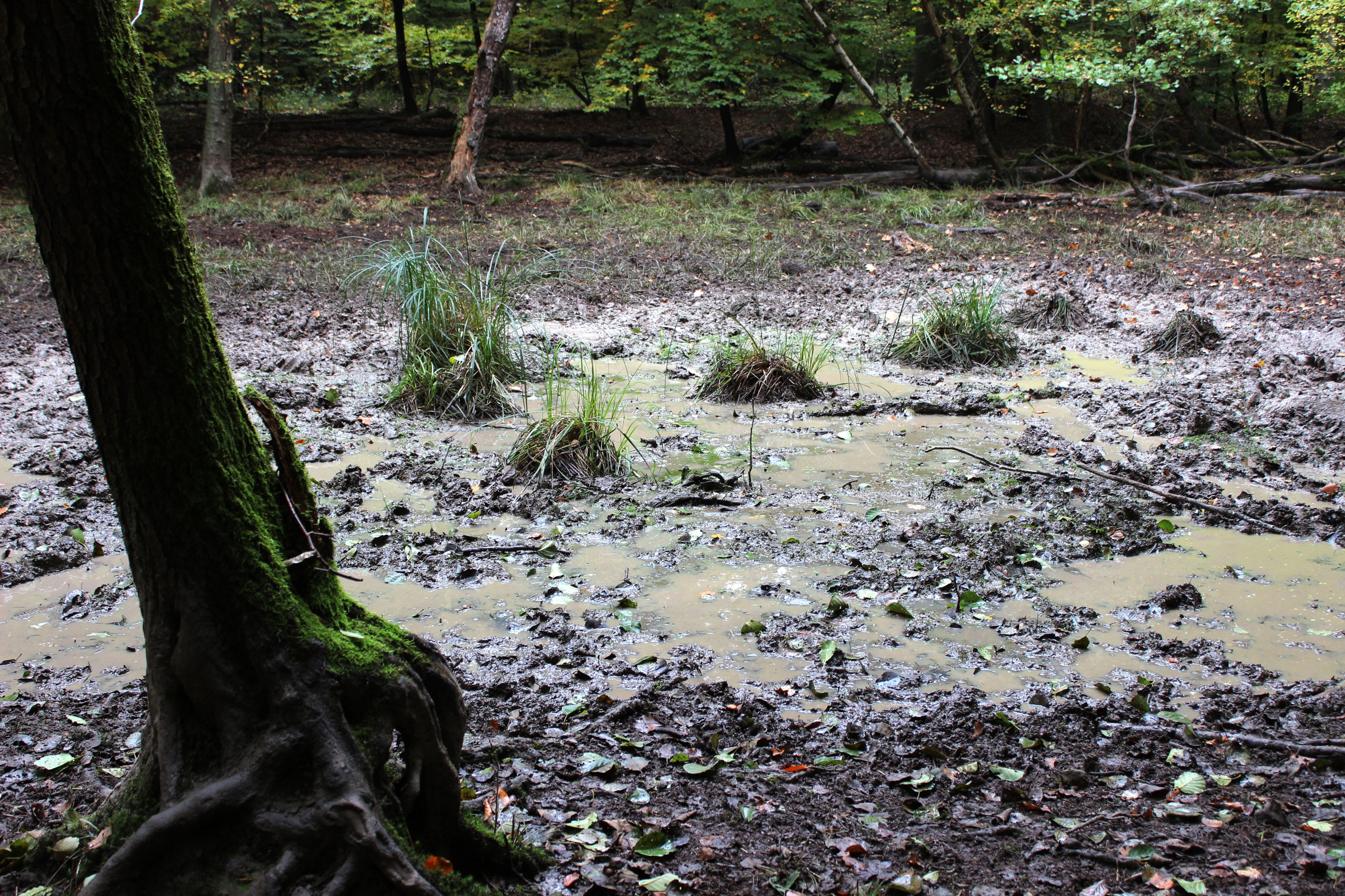 mud pit, forest, pools, tree, plant, tree trunk, land, growth